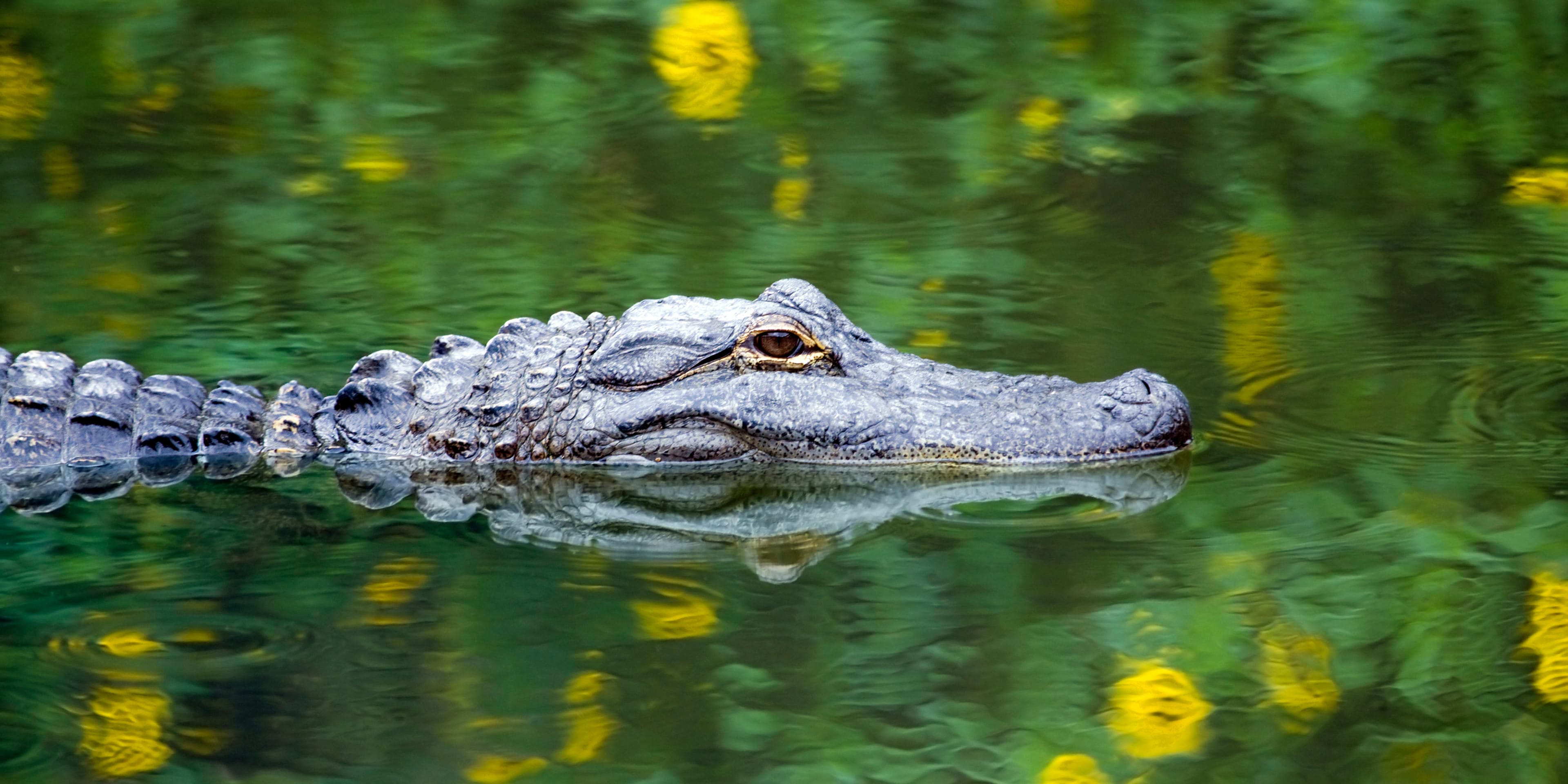 Florida gator