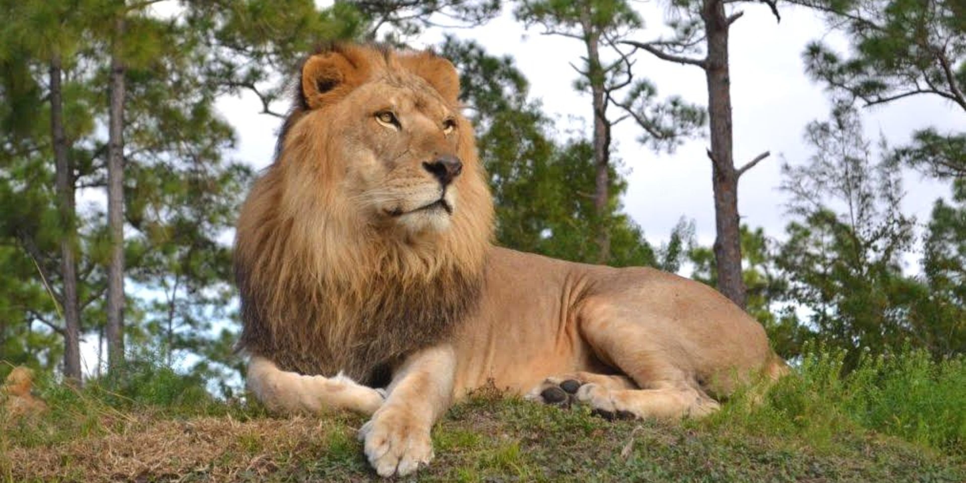 野生動物園犀牛標題