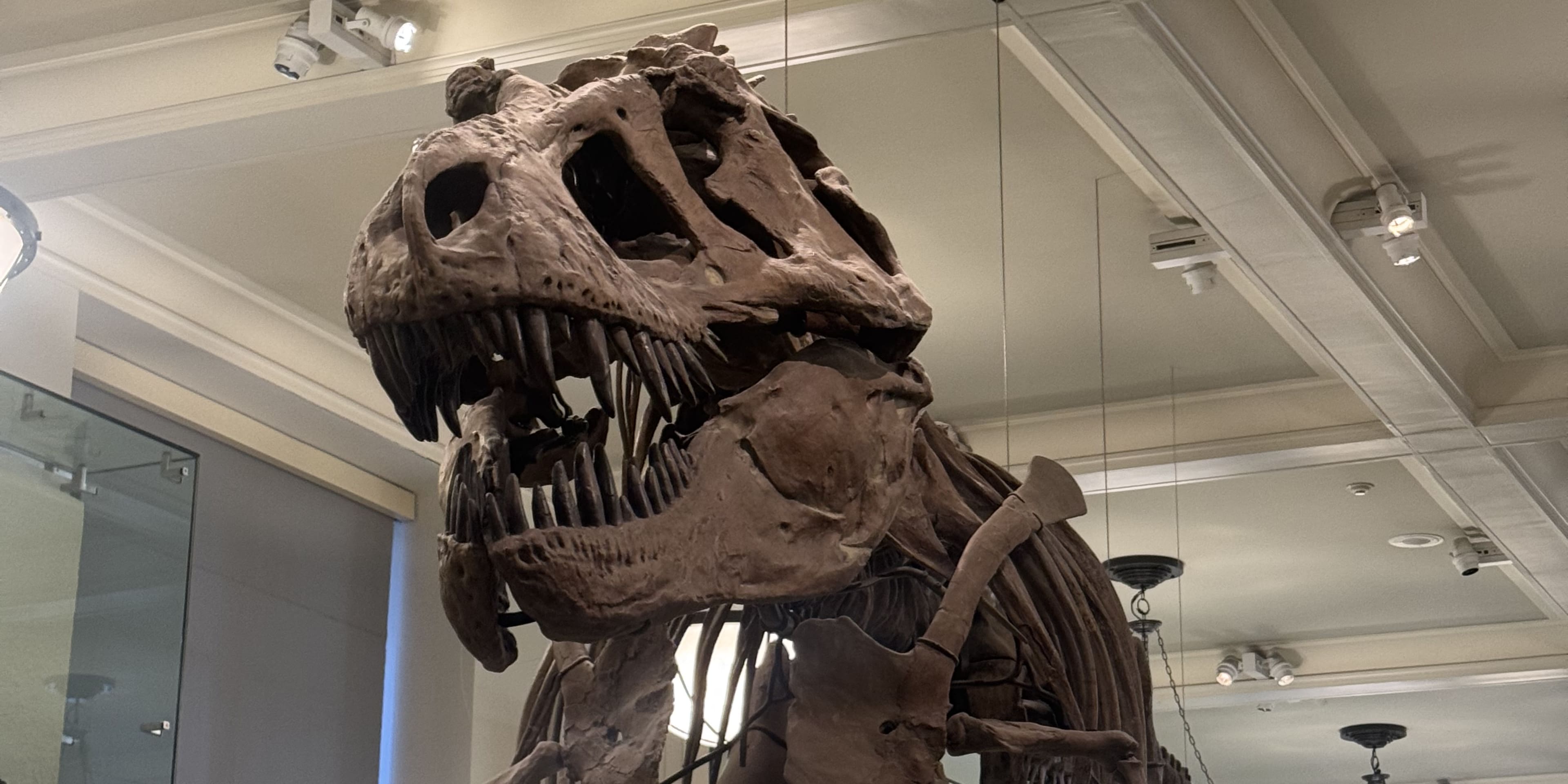 american museum of natural history NYC