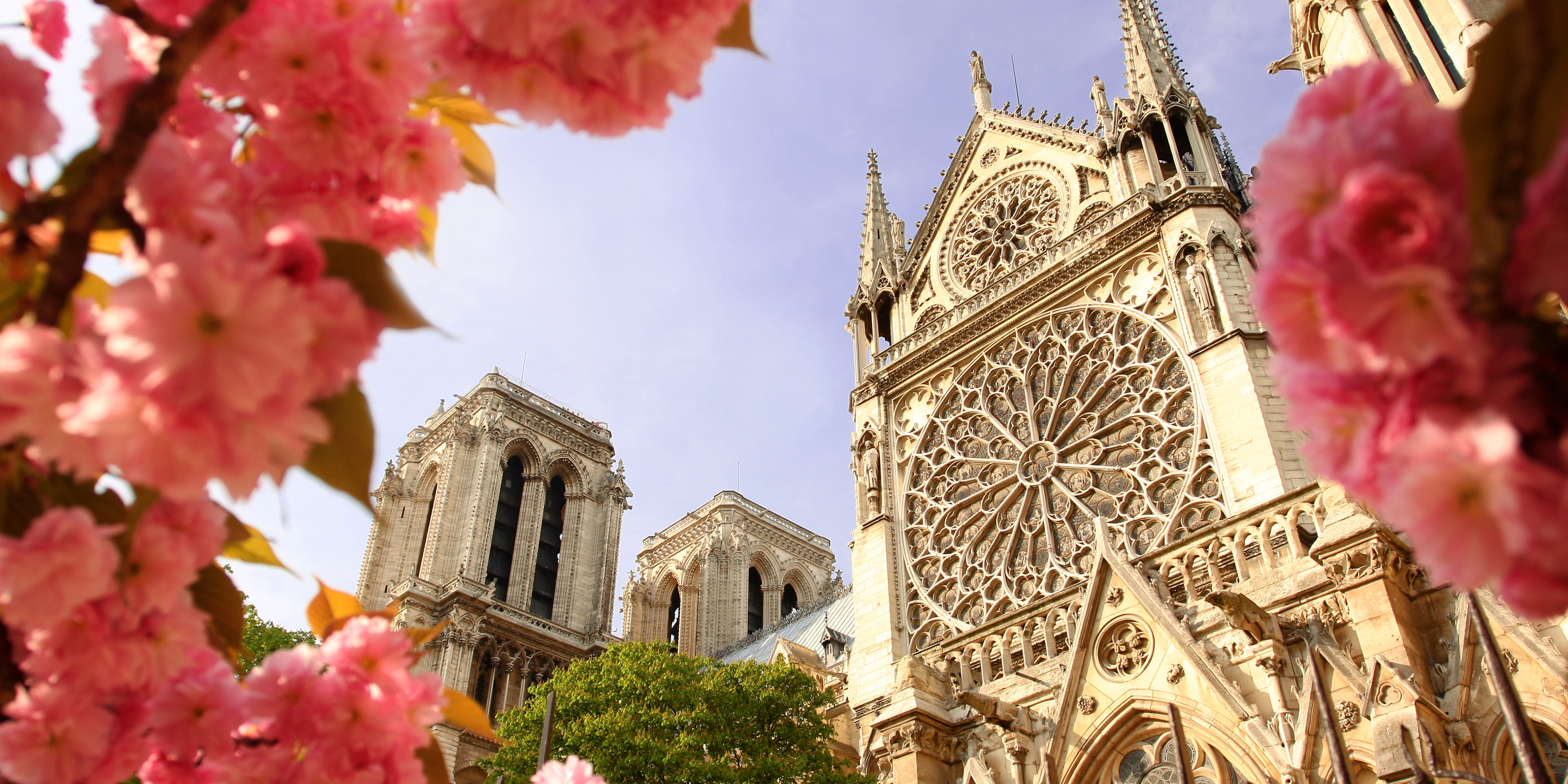 Vista de la fachada de Notre Dame de París tras unas flores. La mejor hora para visitar Notre Dame.