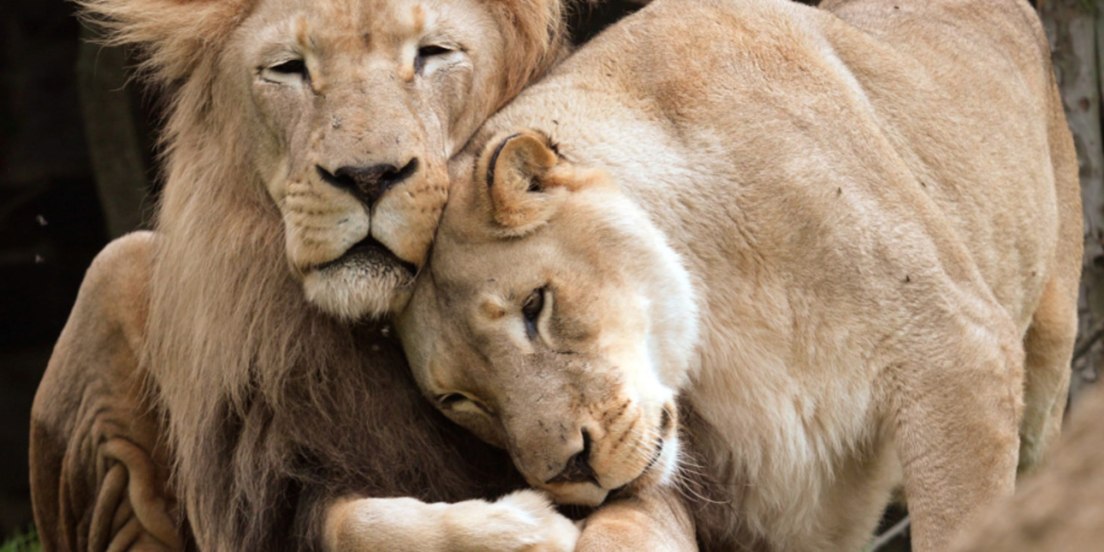 lions at Philadelphia zoo