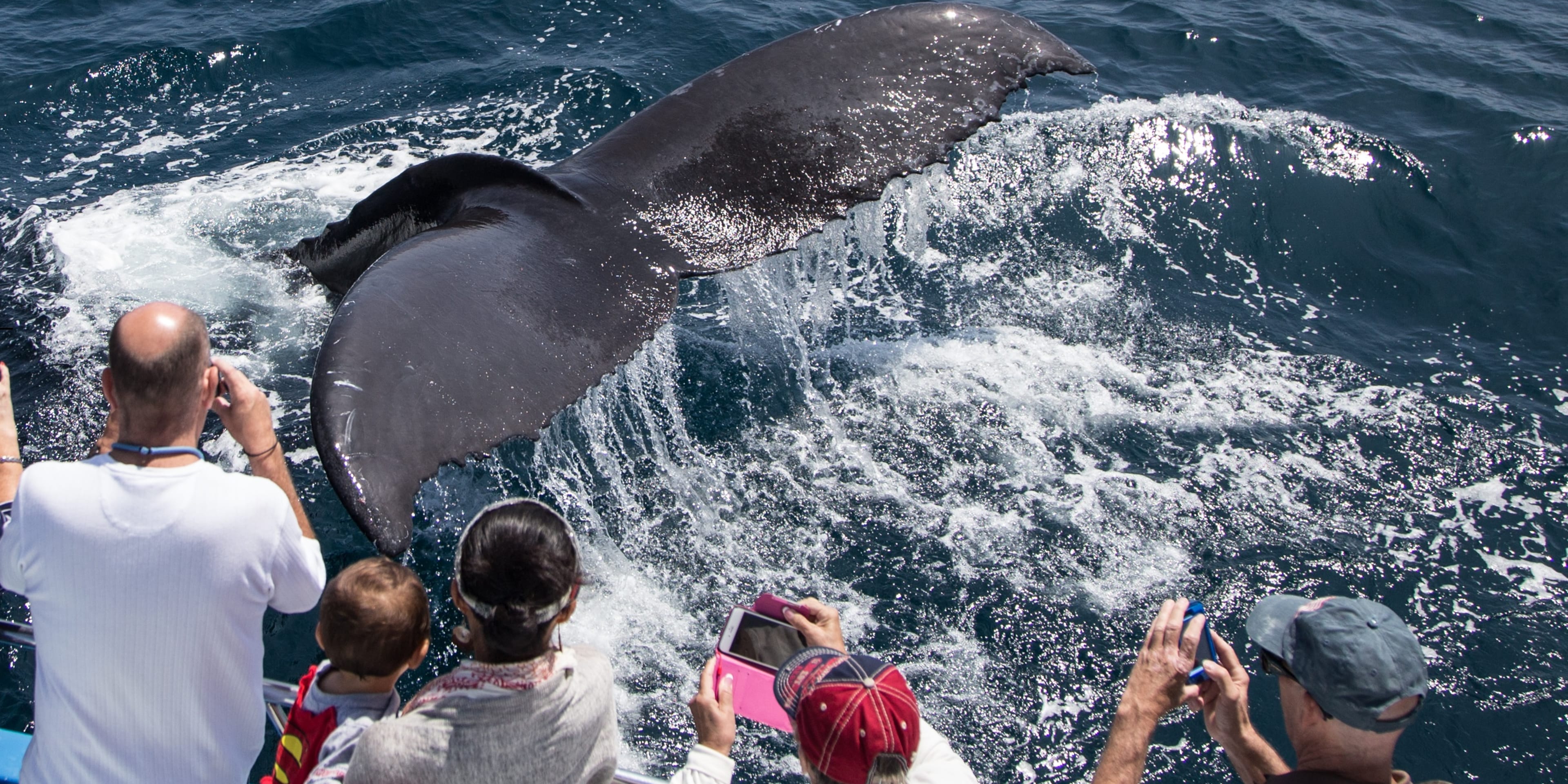 Whale Watching - Aktivitäten in San Diego