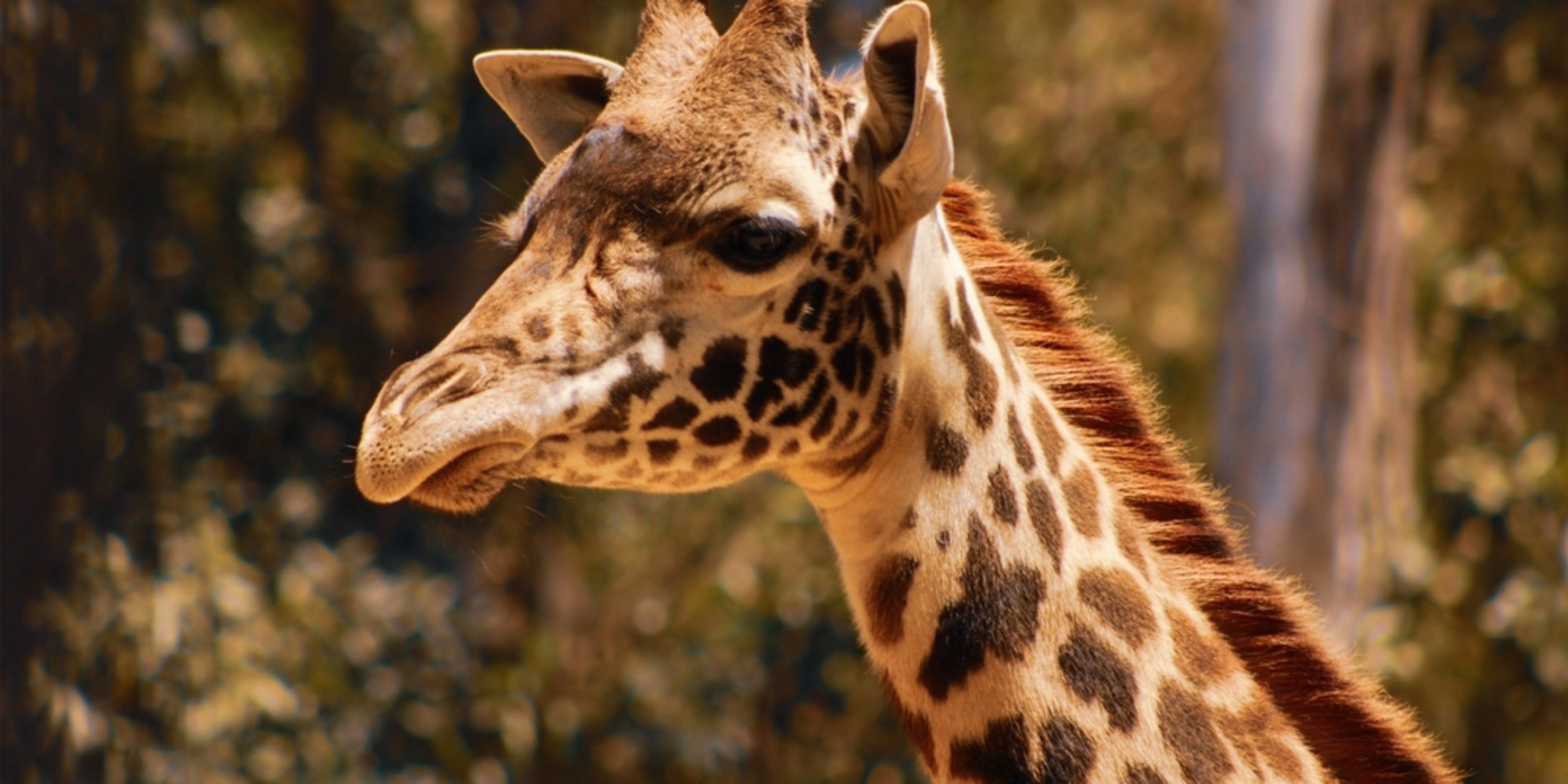 Jirafa en el Zoo de San Diego. Comparativa entre el Zoo y el Safari Park de San Diego.