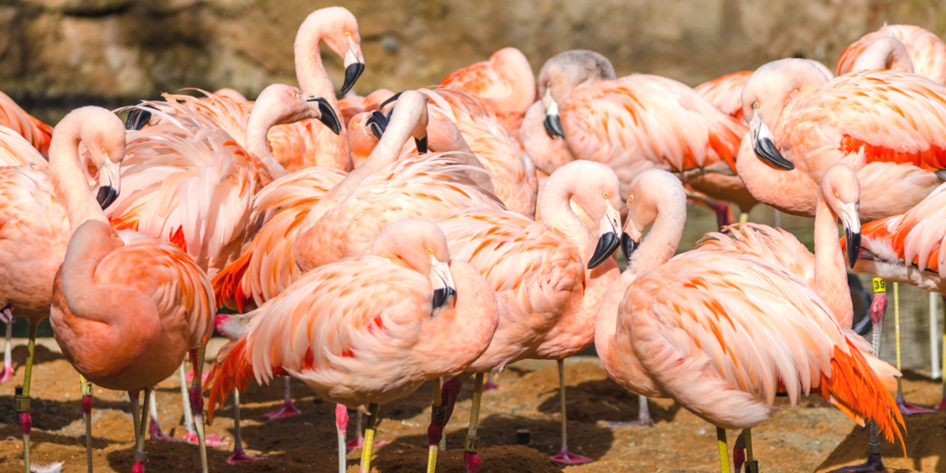 San Diego Zoo Guide - Besuchertipps