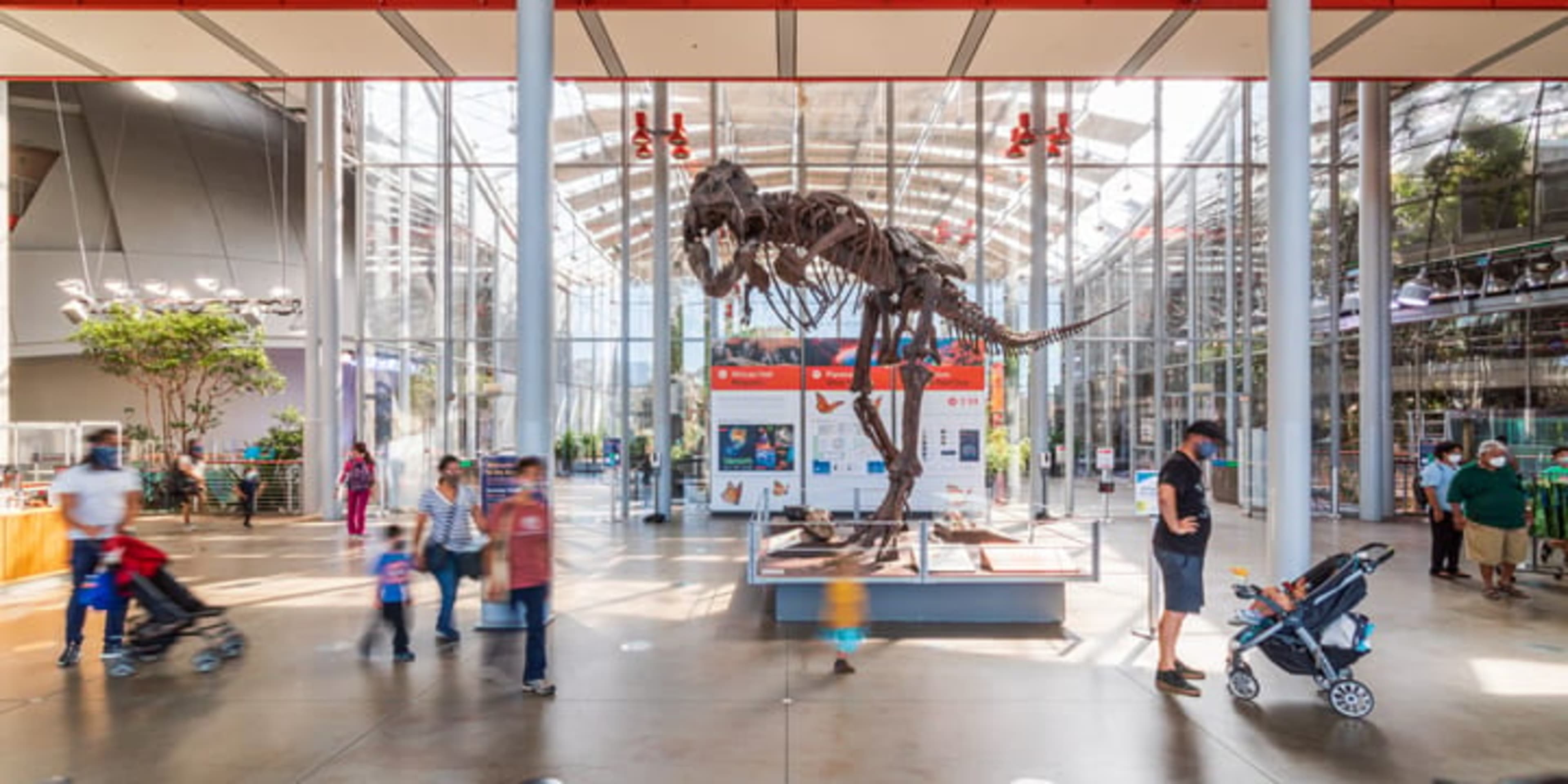 T-rex skeleton in the lobby of the natural history museum at the California Academy of Sciences