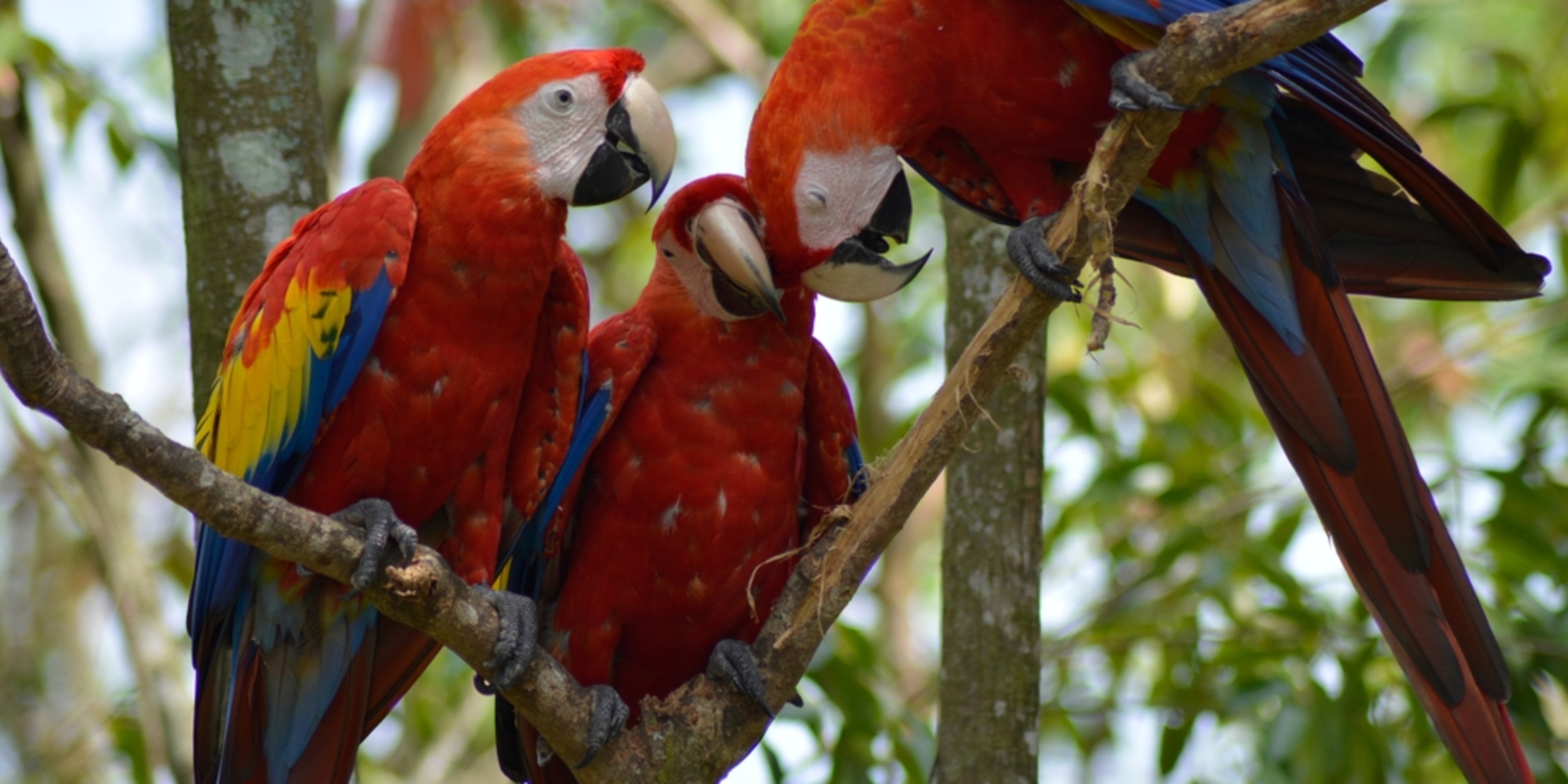 Colorful parrots at Bird Paradise in Singapore