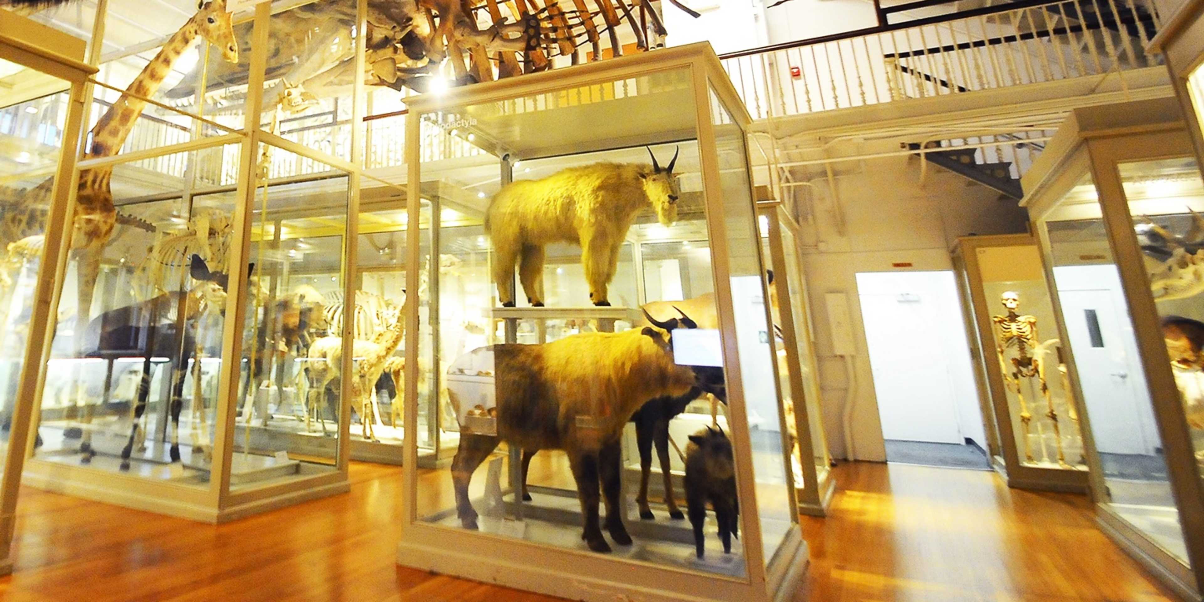 Harvard Museum of Natural History Exhibit