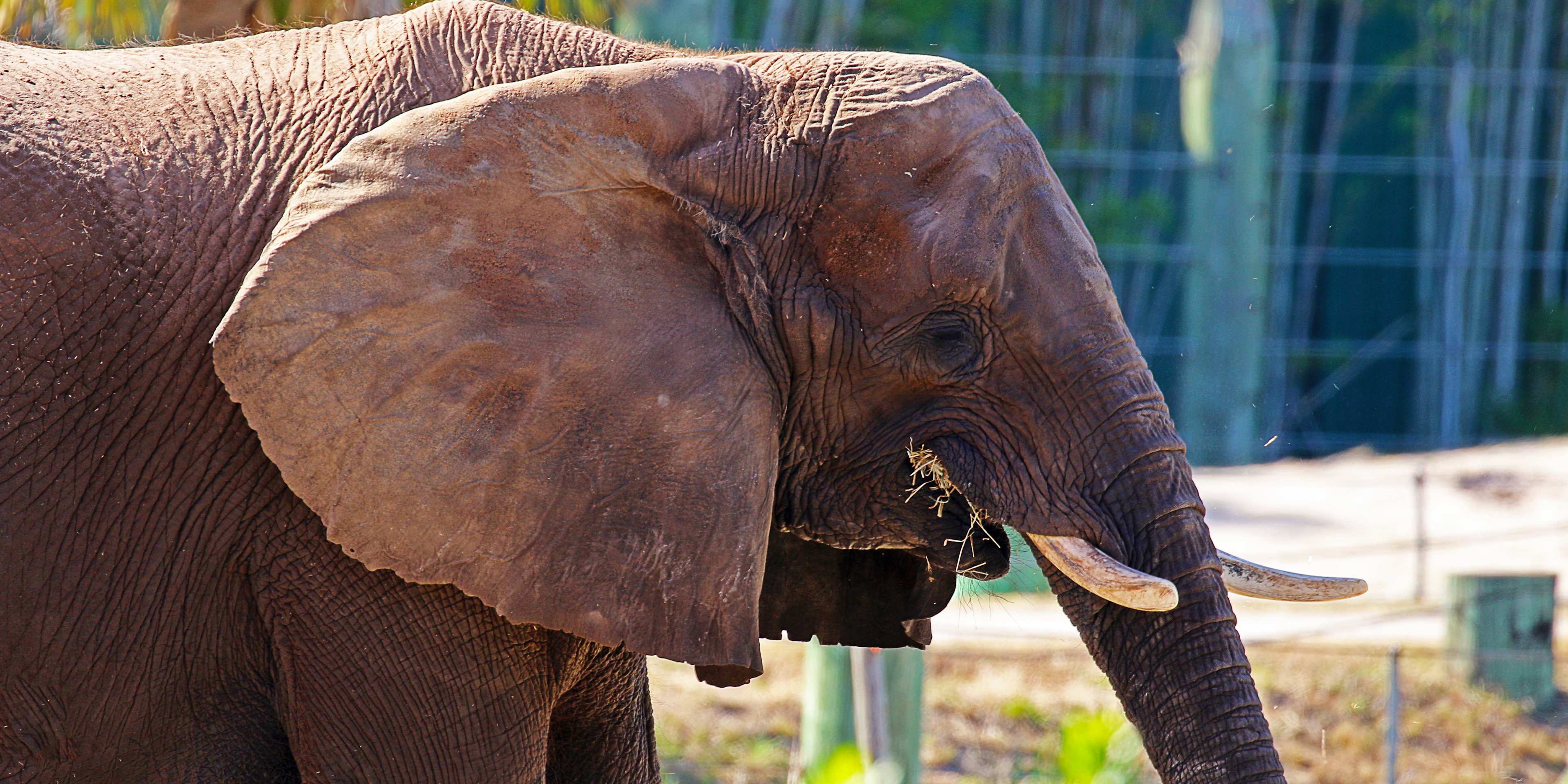 elephant in lowry park zoo in tampa, florida 