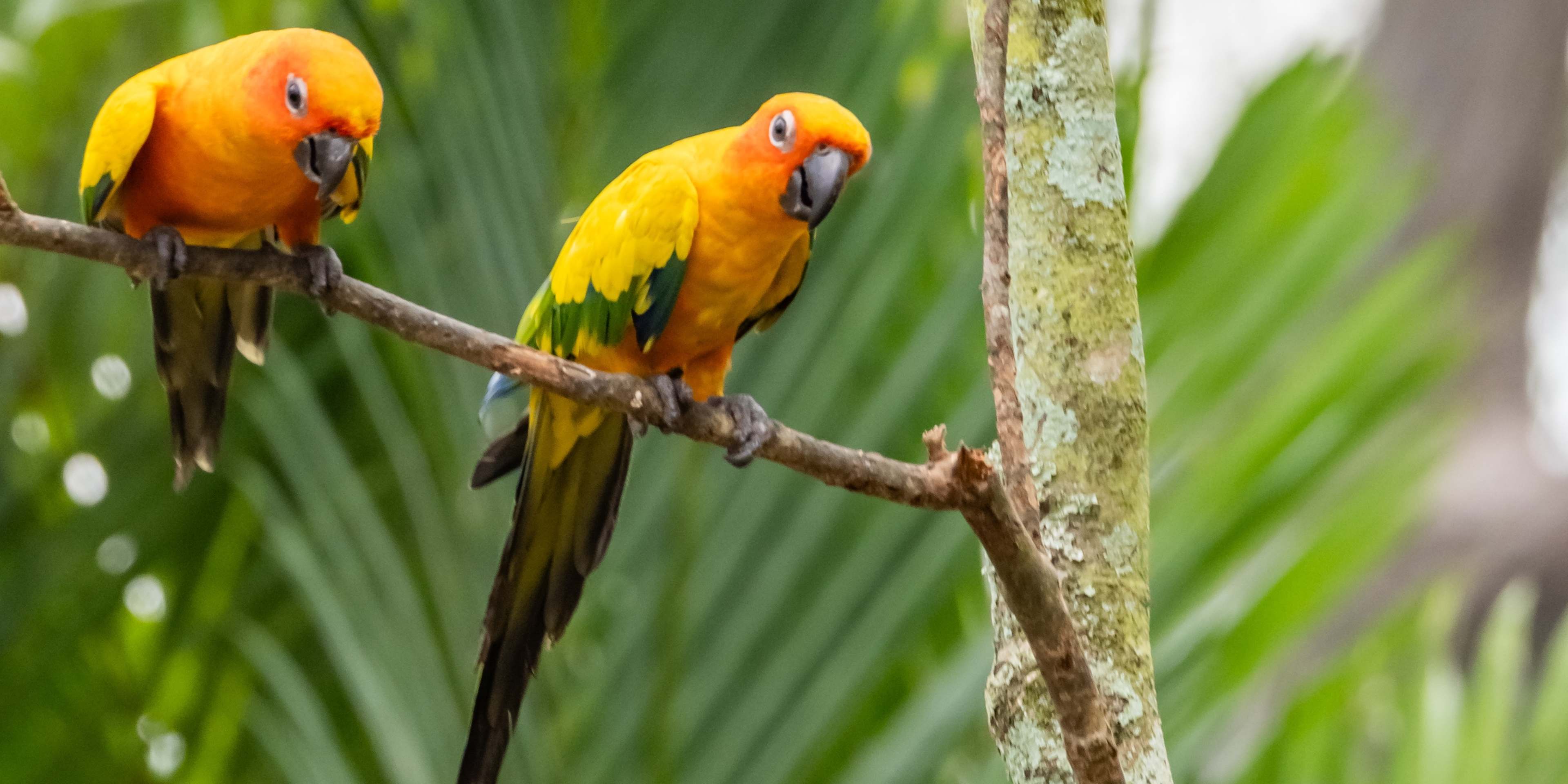 Birds at Mandai Wildlife Reserve