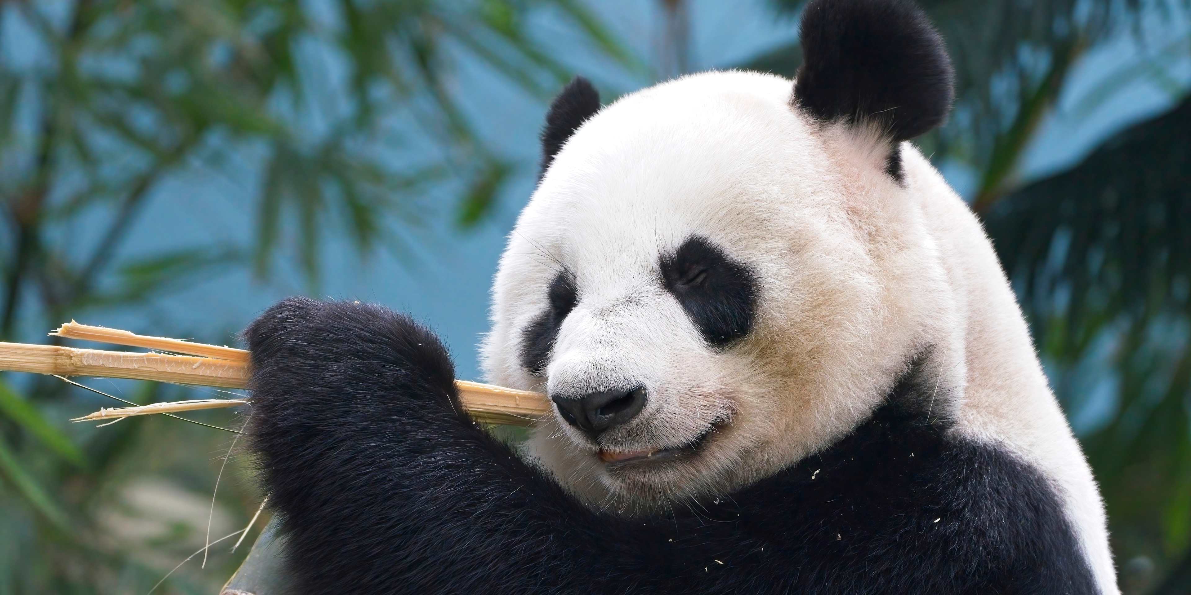 Giant Panda at Mandai Wildlife Reserve