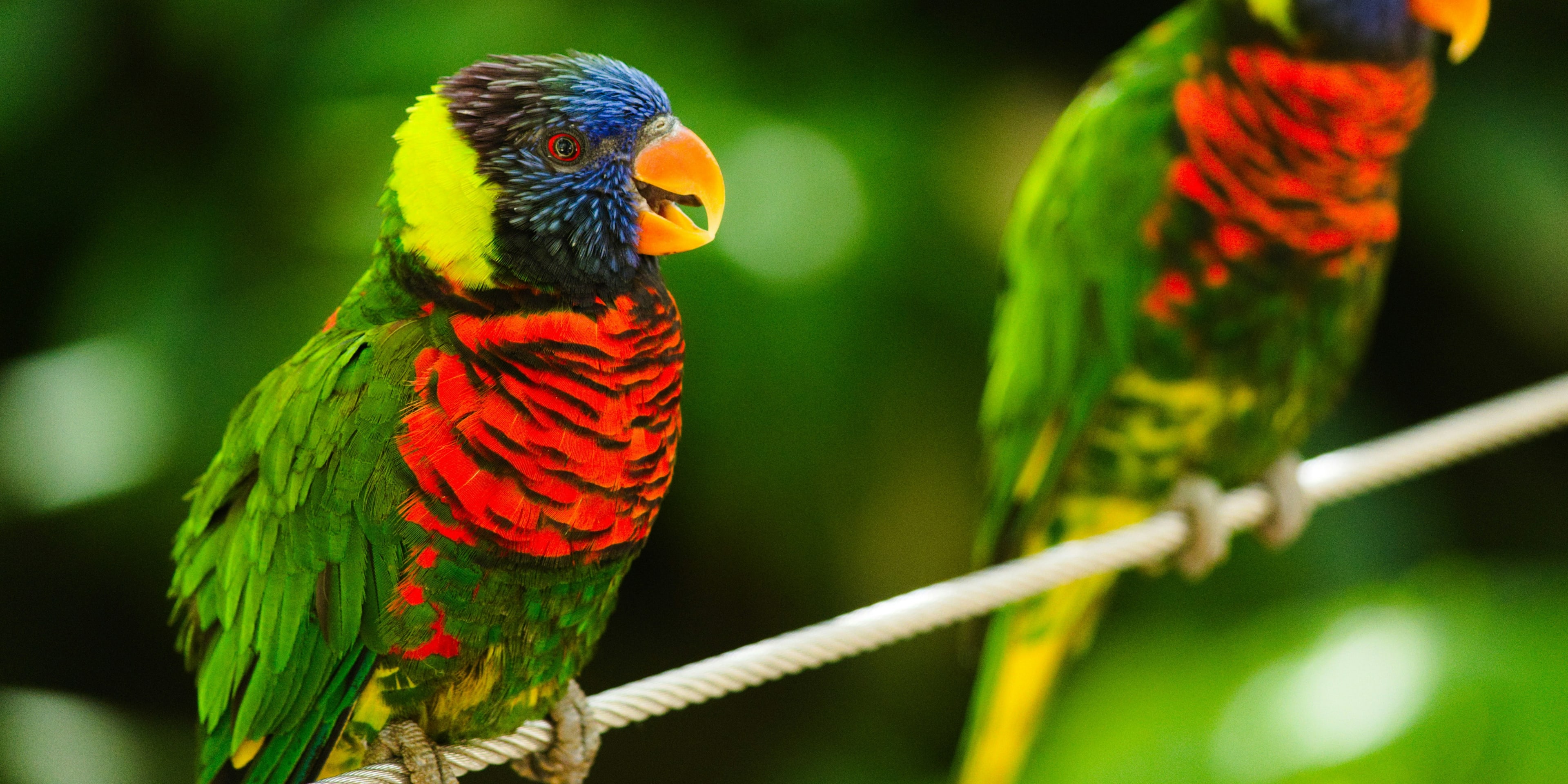 Zoo Header