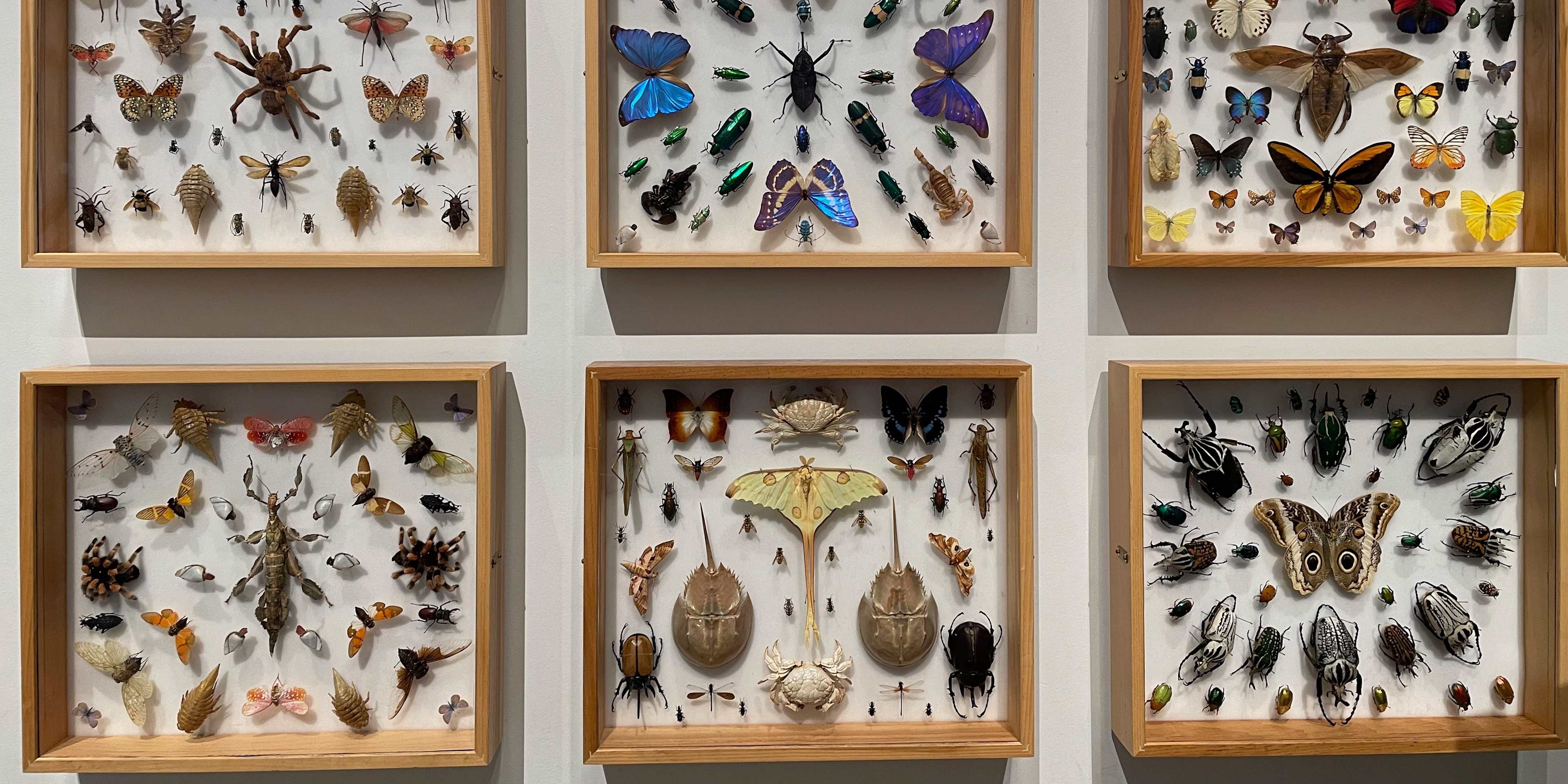 Taxidermy Insects at Harvard Museum of Natural History