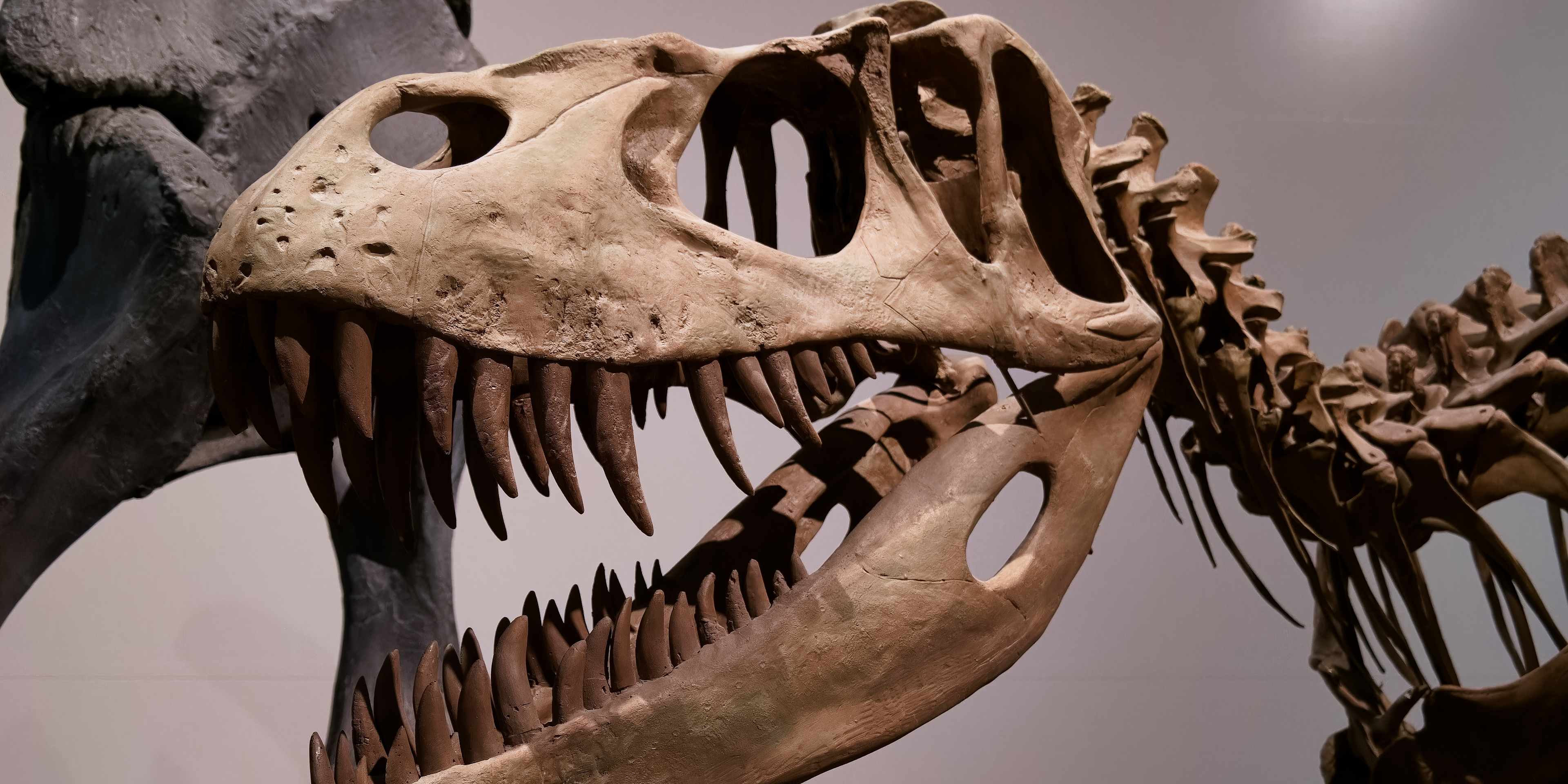 Dinosaur Skeleton at the Natural History Museum