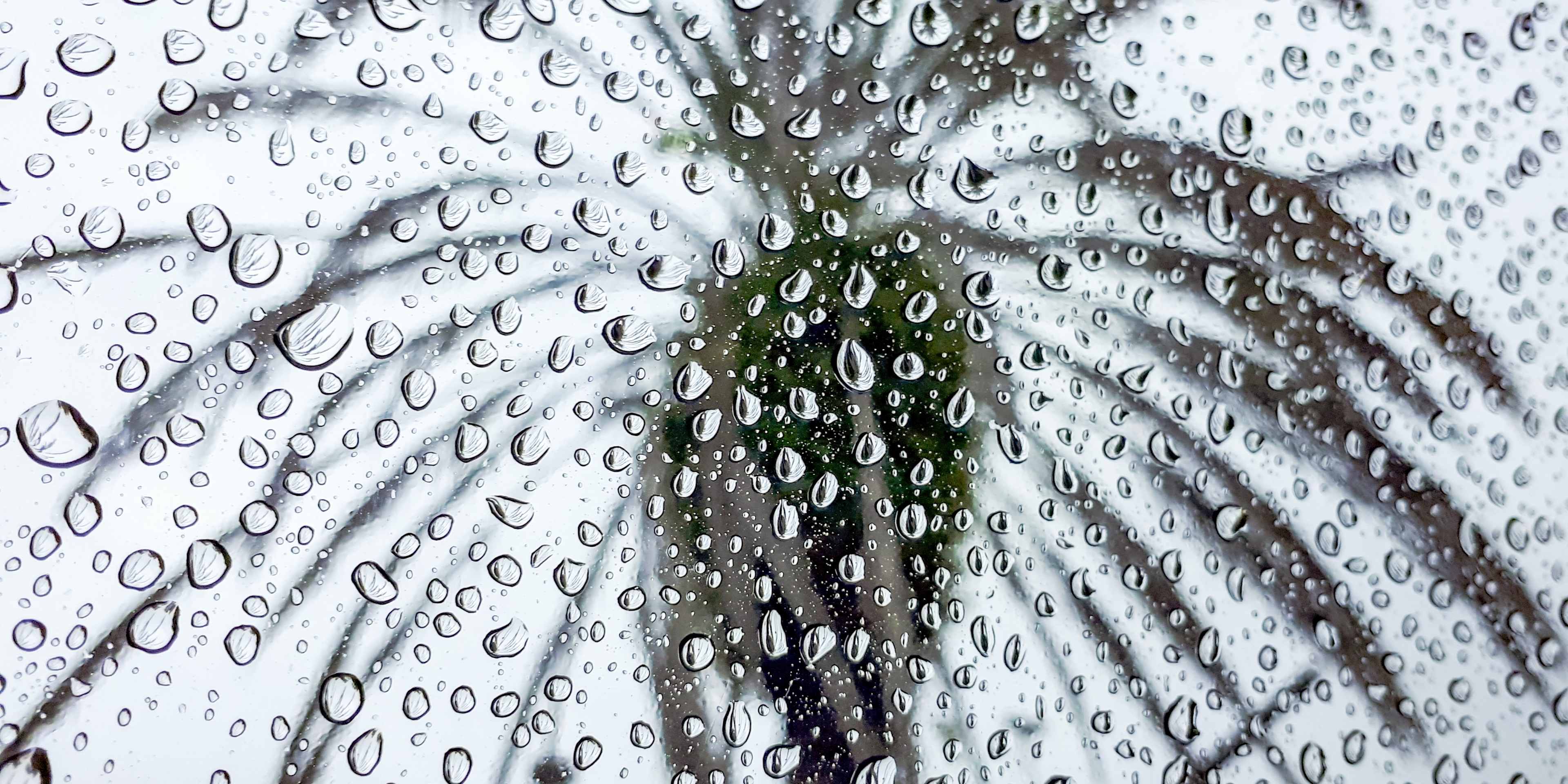 rainy palm tree image in orlando 