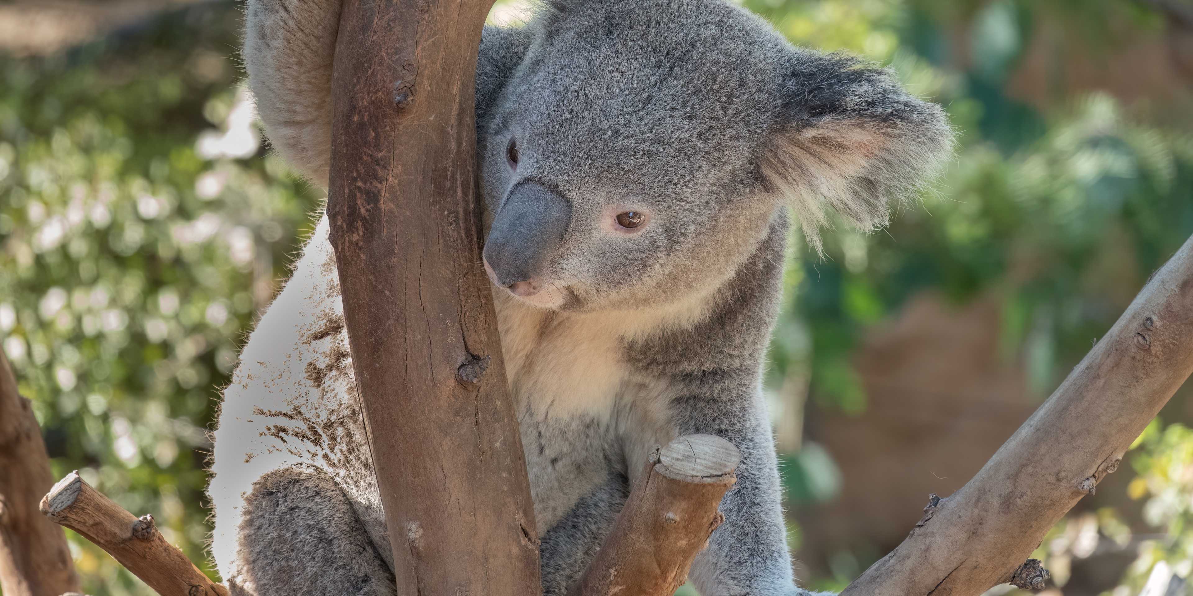 Koala at San Diego Zoo