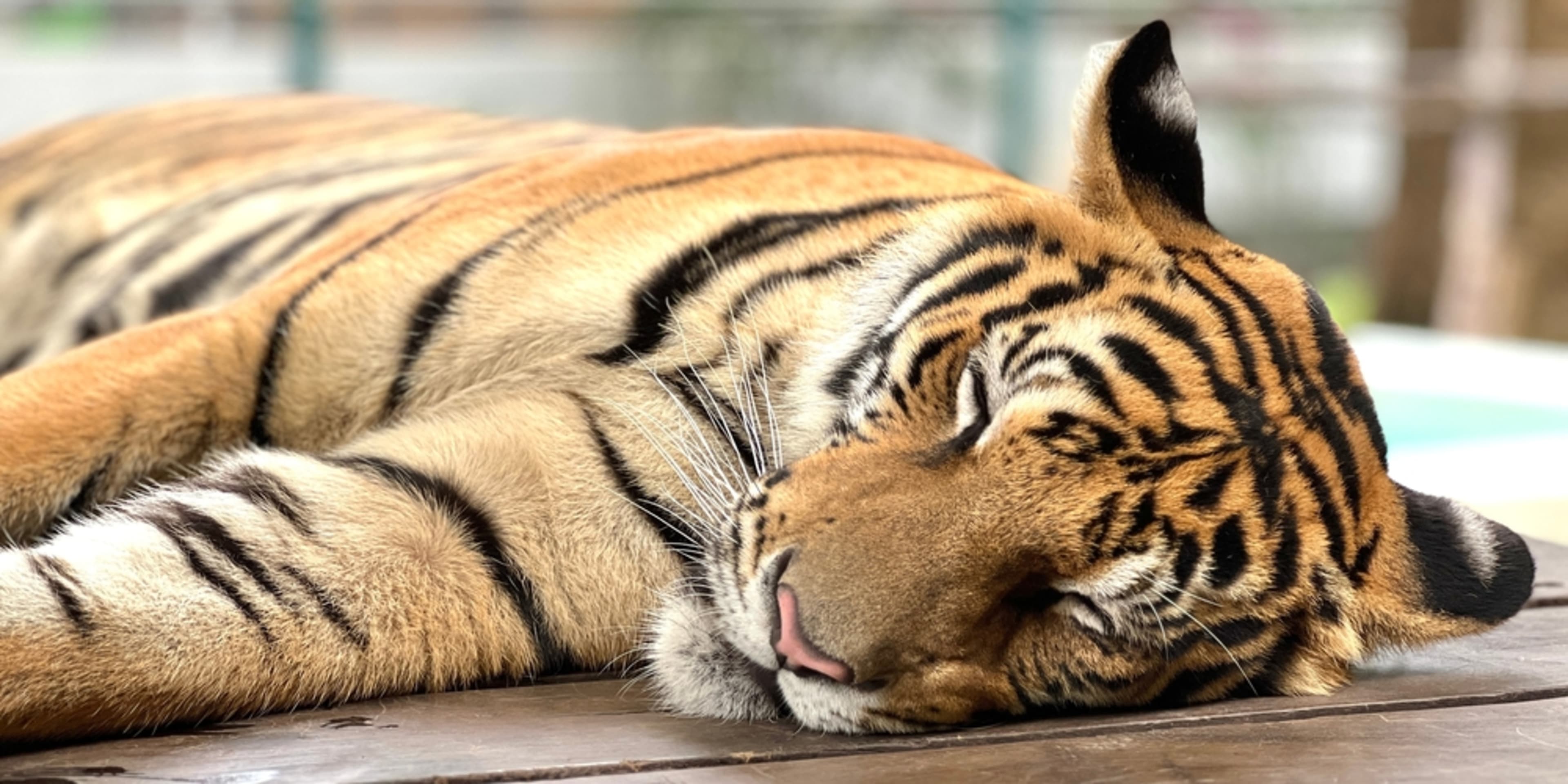 Tigre al San Diego Zoo