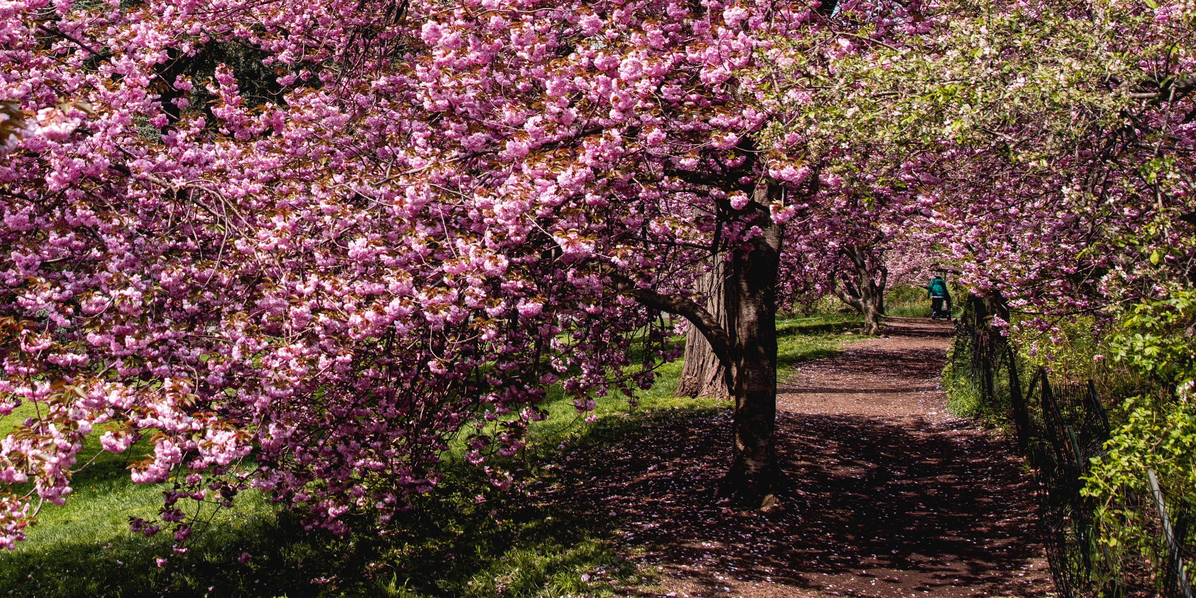 Printemps à Central Park