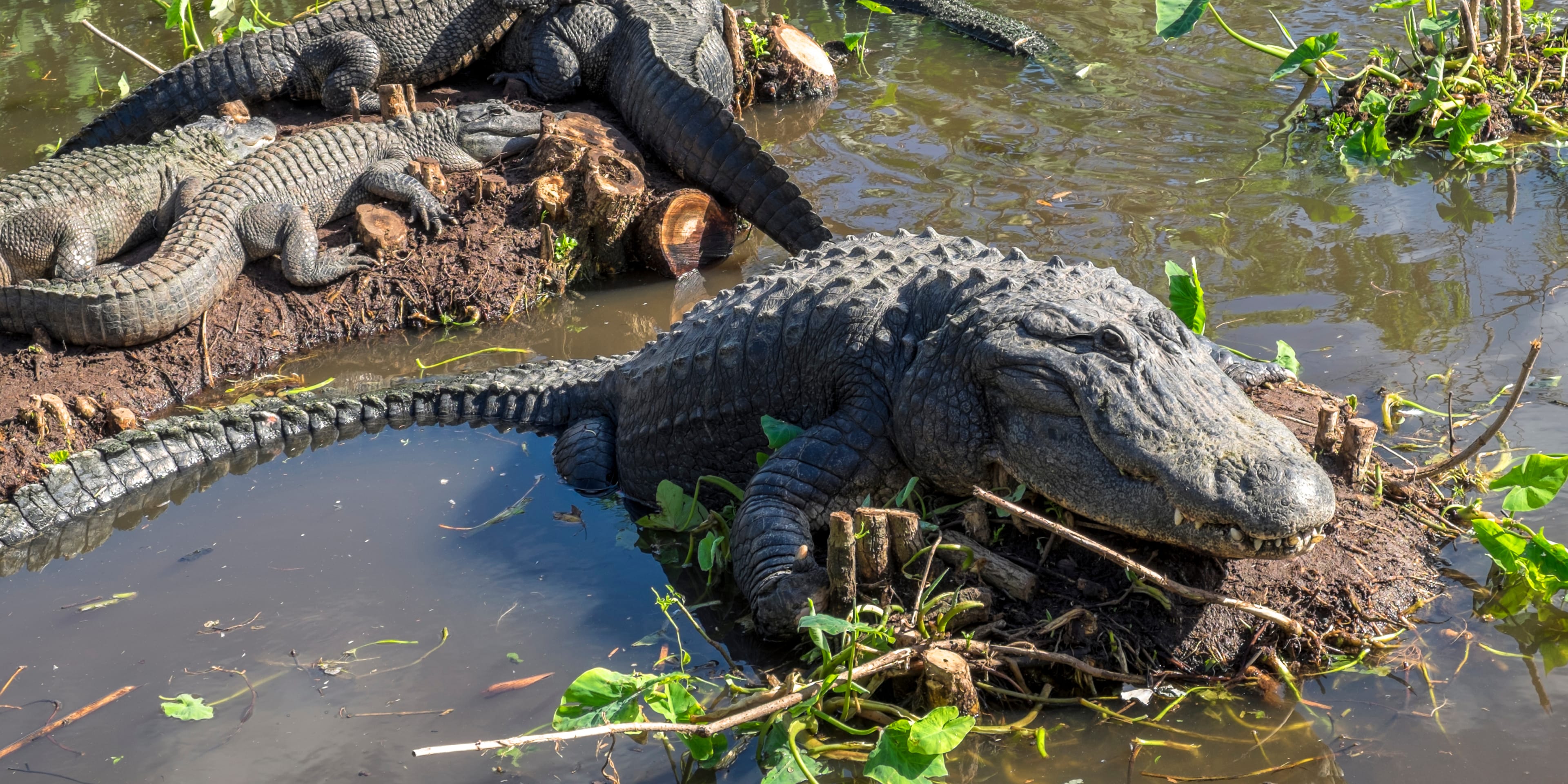gatorland-park-orlando-panoramic