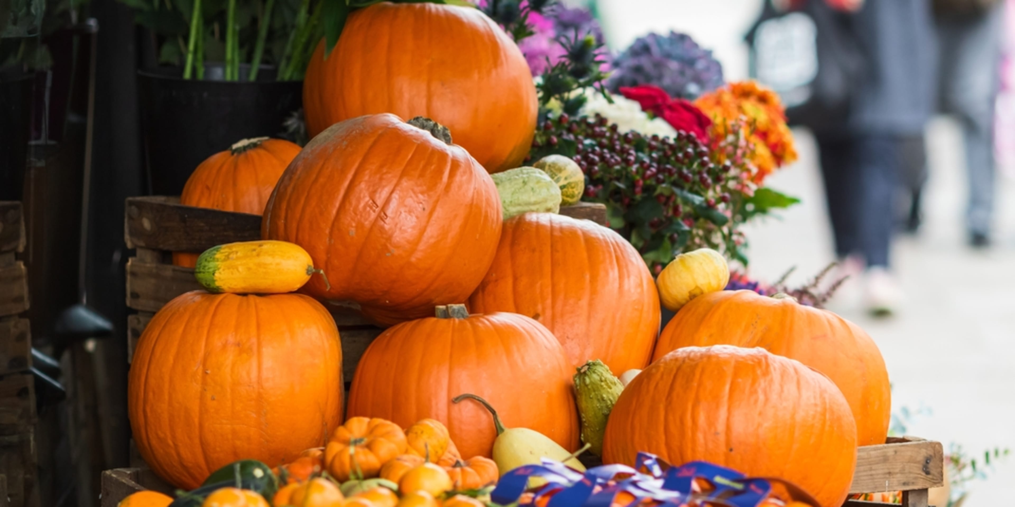 샌디에이고에서의 추수감사절(Thanksgiving)