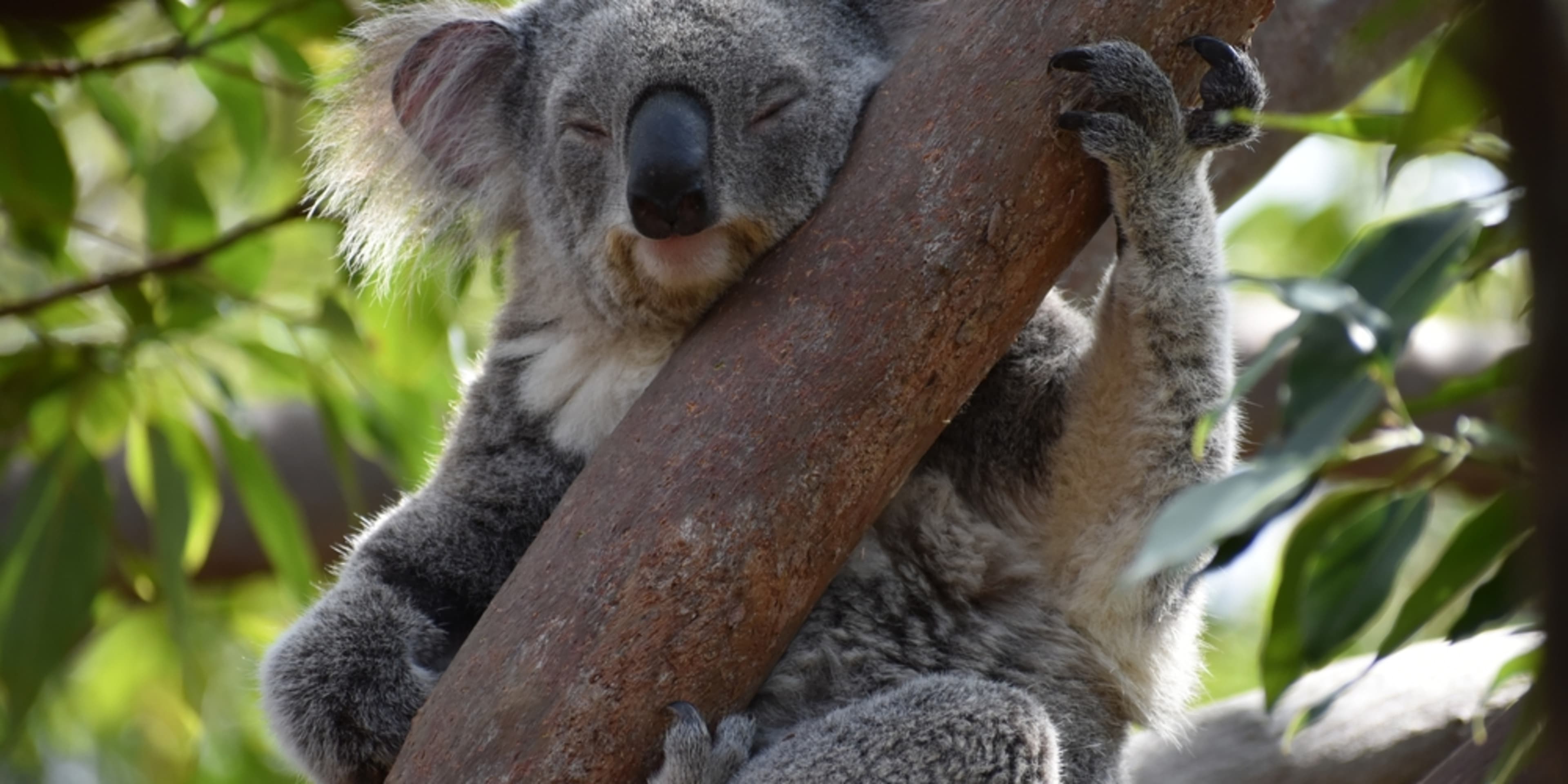 Wooden walkway at Bondi Beach in Sydney
