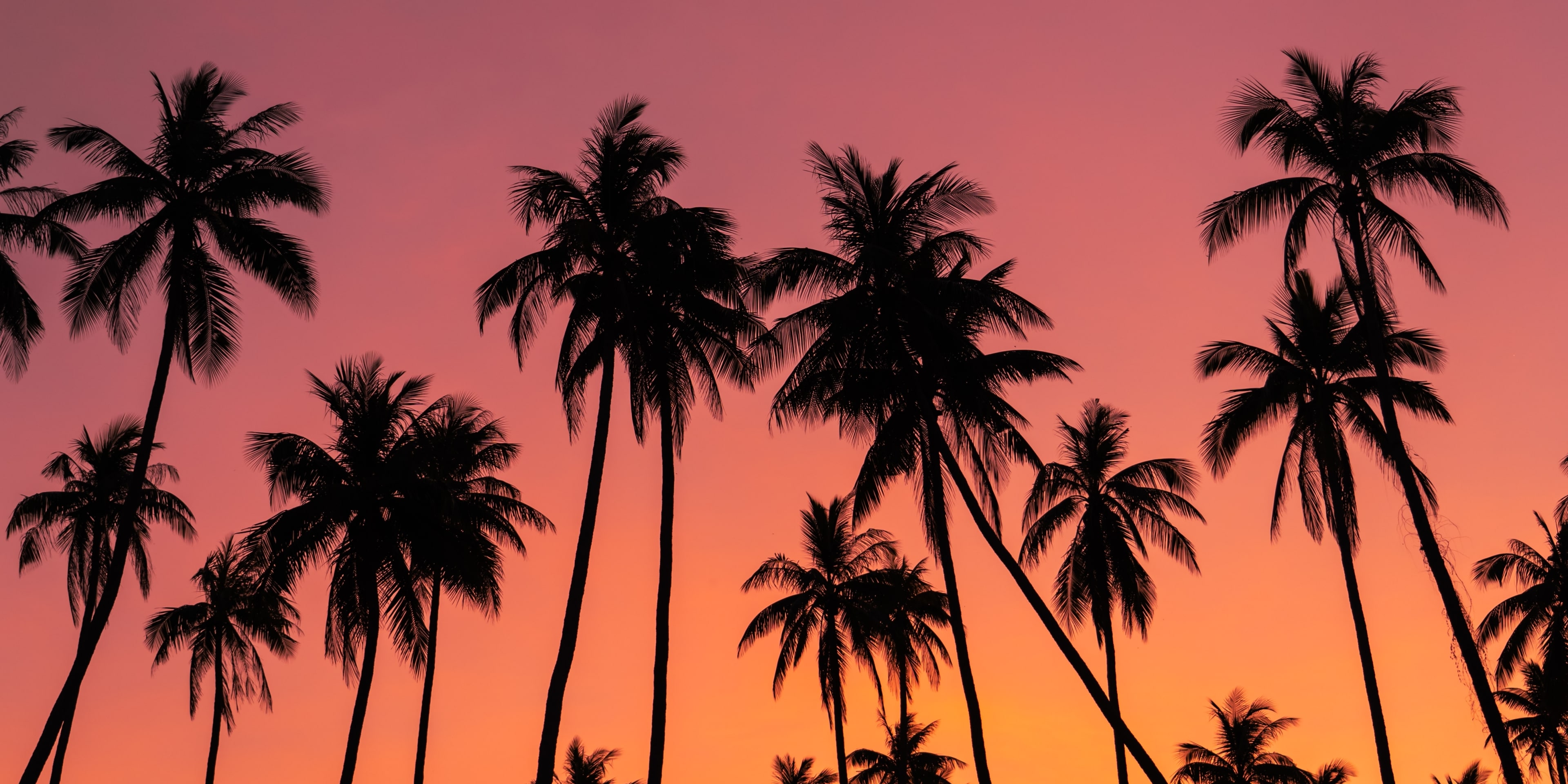 silhouette-palm-trees-sunset-tree-tropical