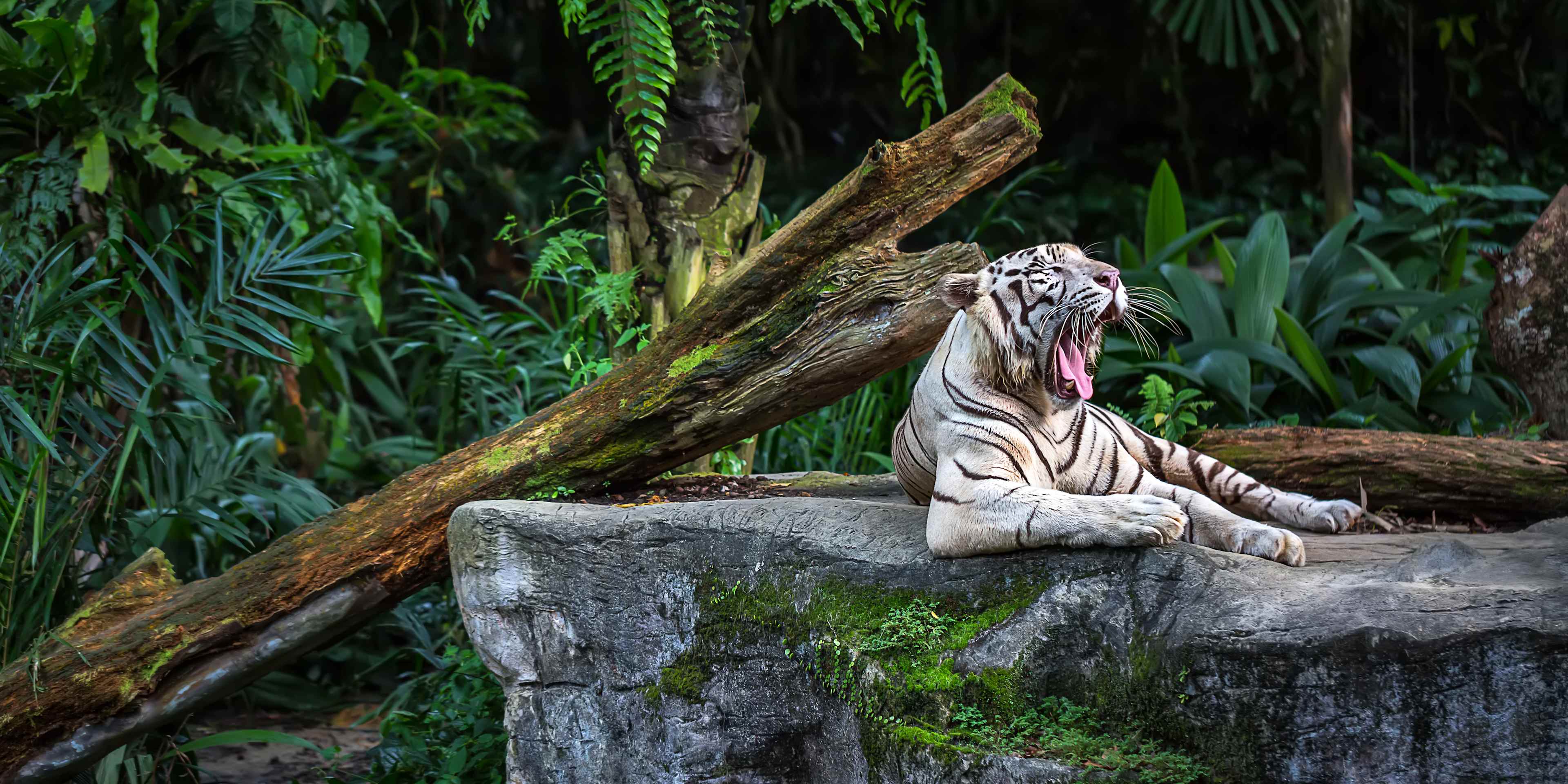 White Tiger at Singapore Zoo
