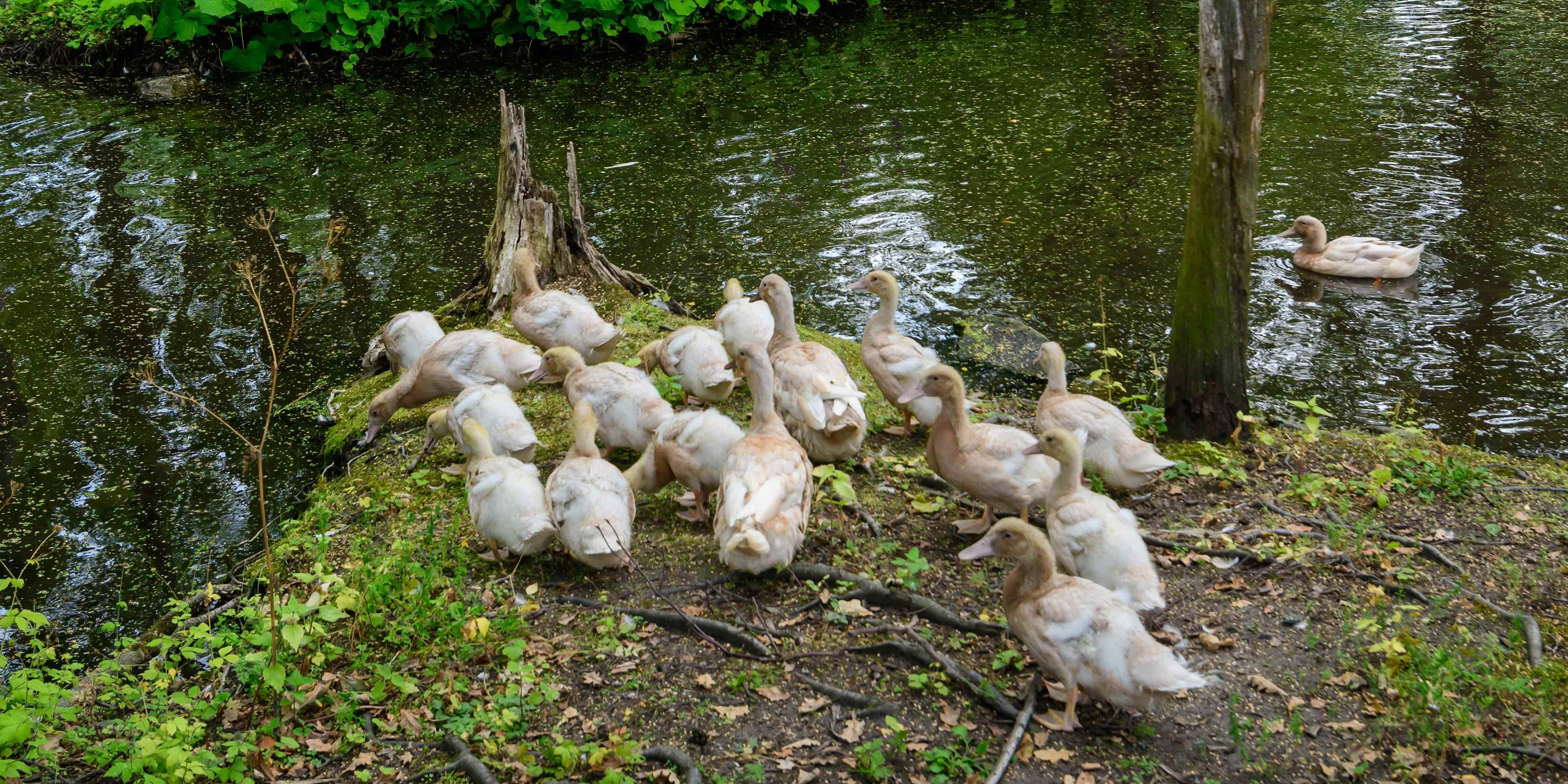 ducks about to cross a stream in skansen