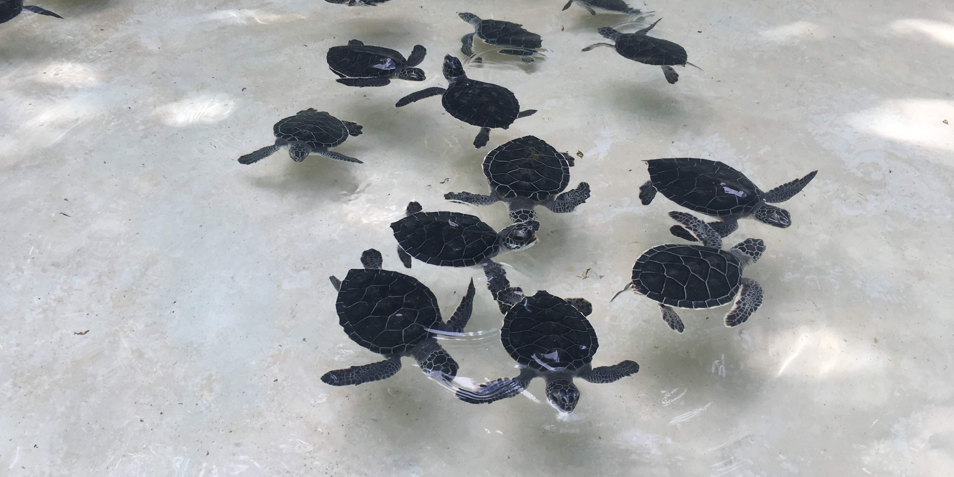 Baby Turtles in Cancun