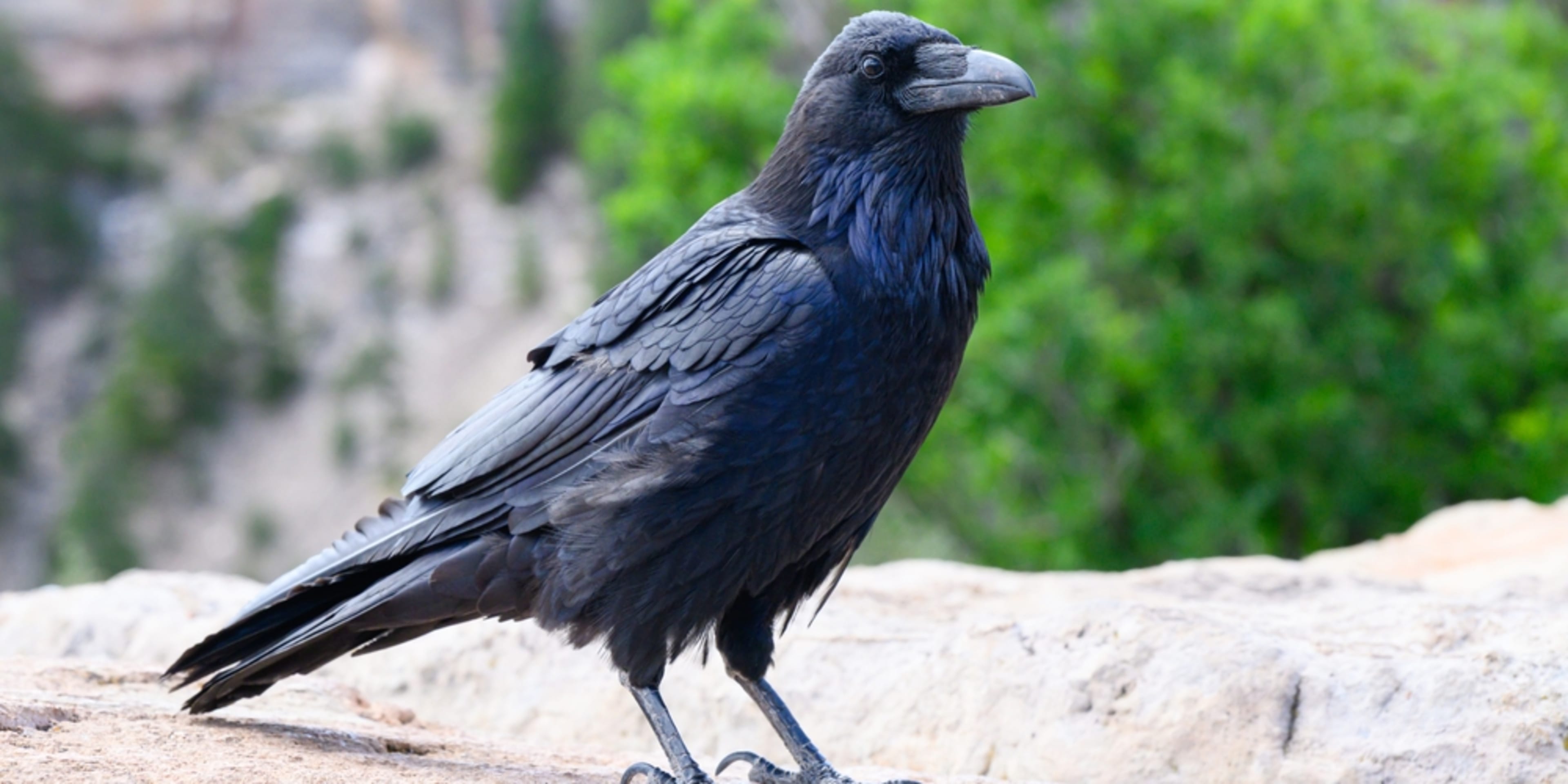 10 faits amusants sur Londres | The London Pass®