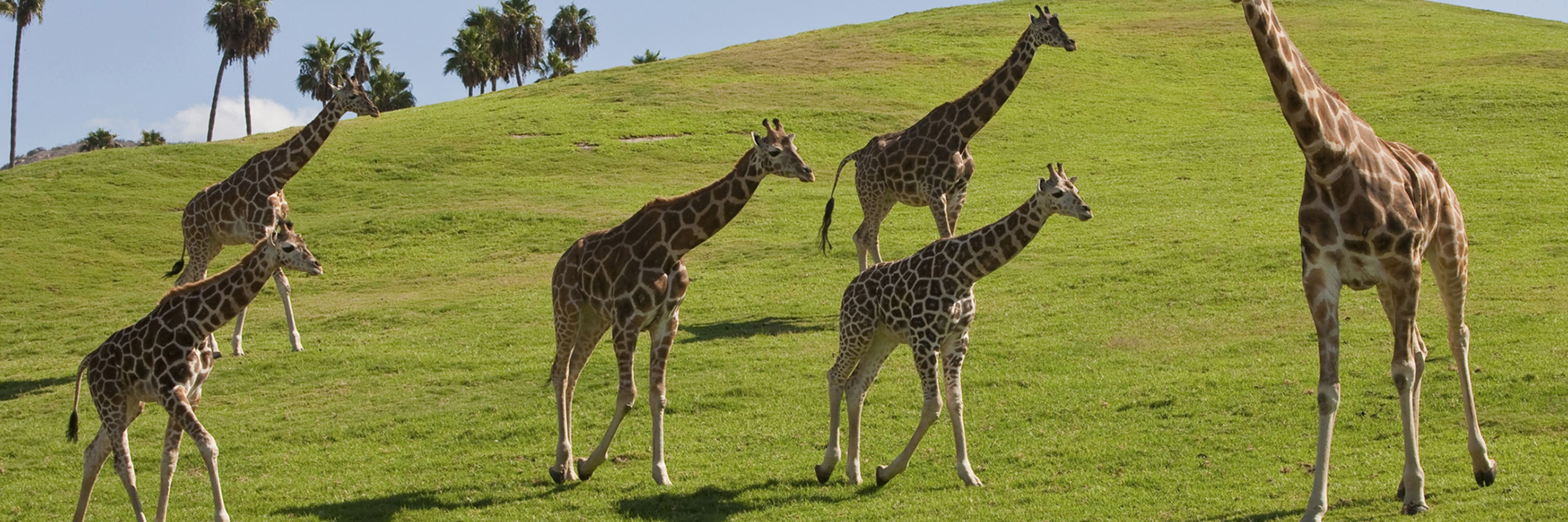 Giraffes