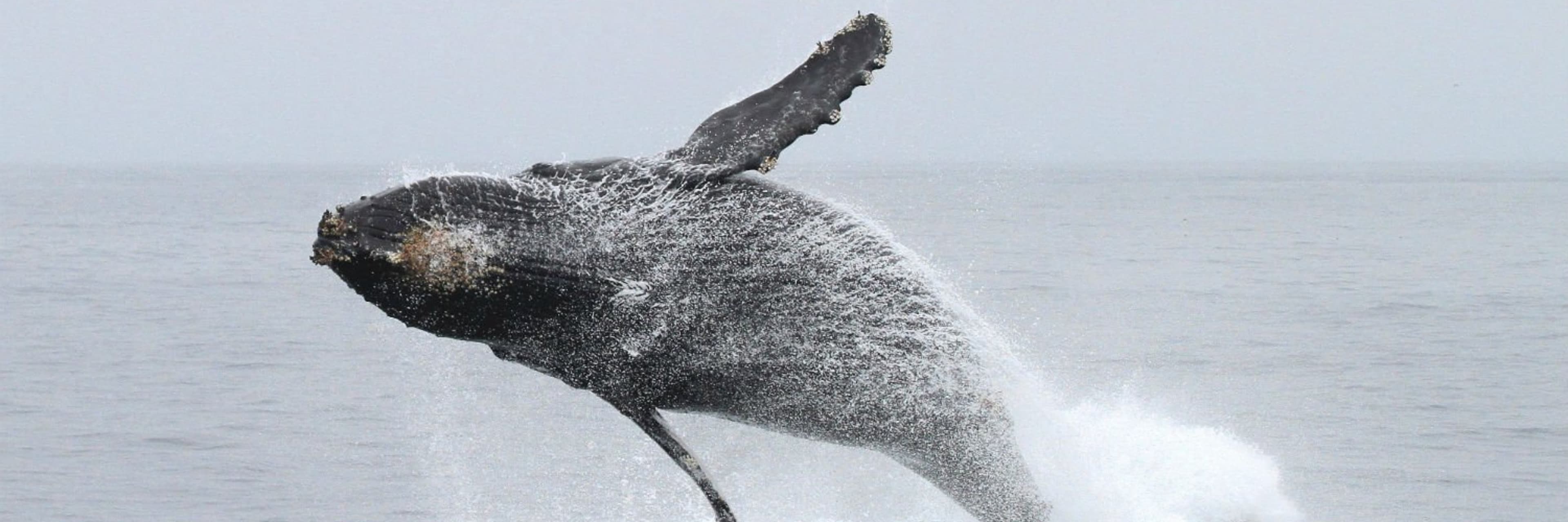 Winter Whale Watching San Diego Tickets Discount | Go San Diego Pass