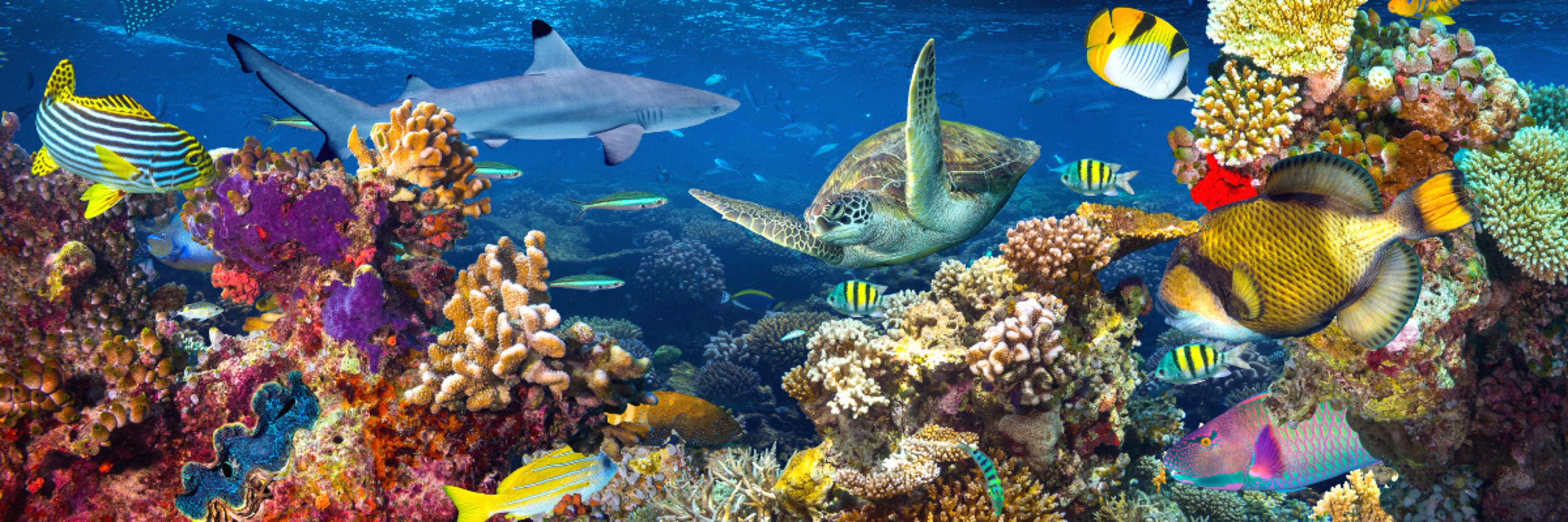 Birch Aquarium San Diego Discount Tickets Go City®