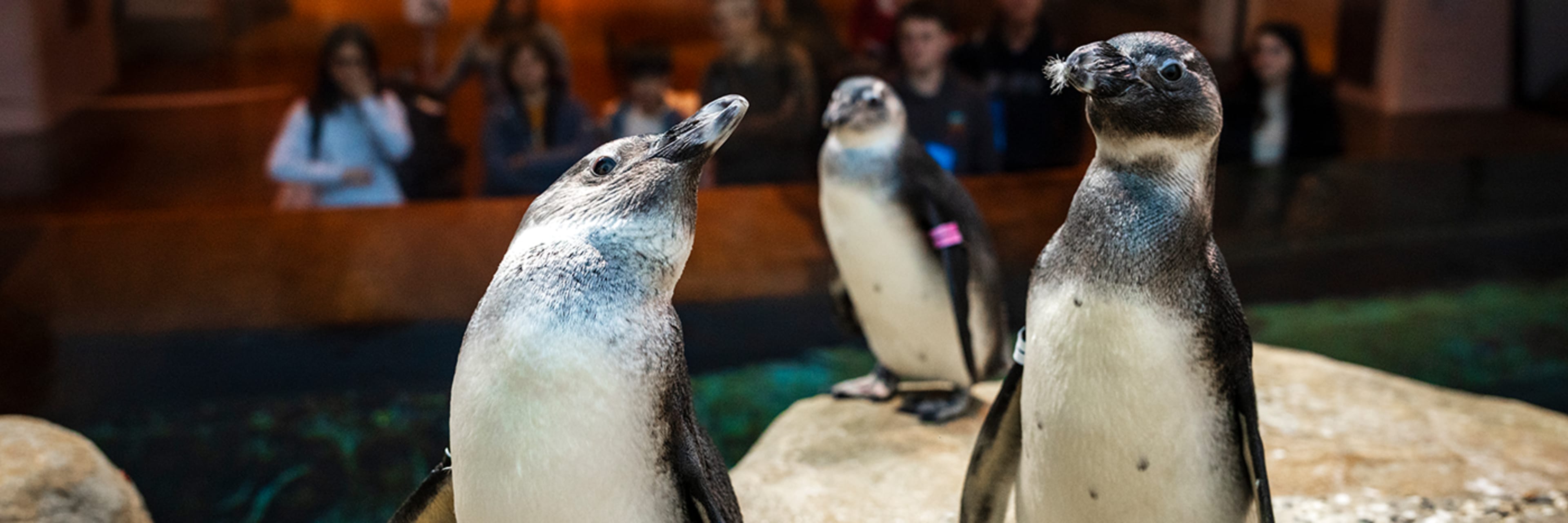 California Academy Of Science Tickets Go City
