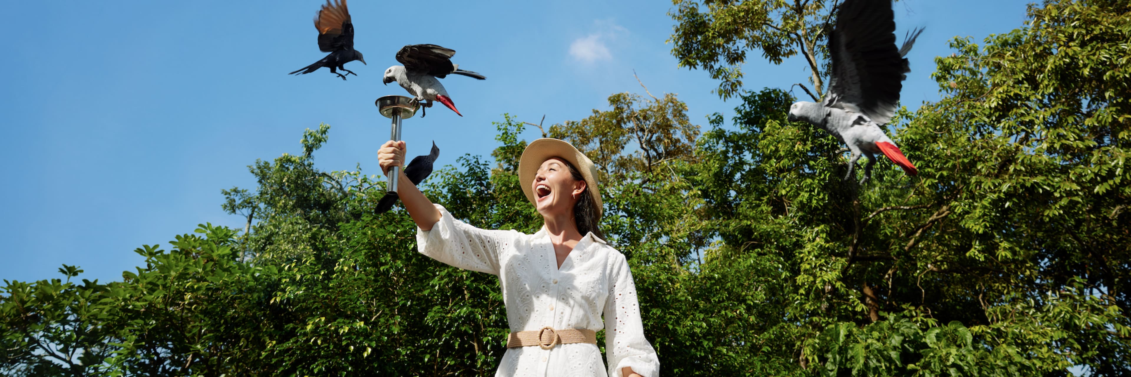 Bird Paradise