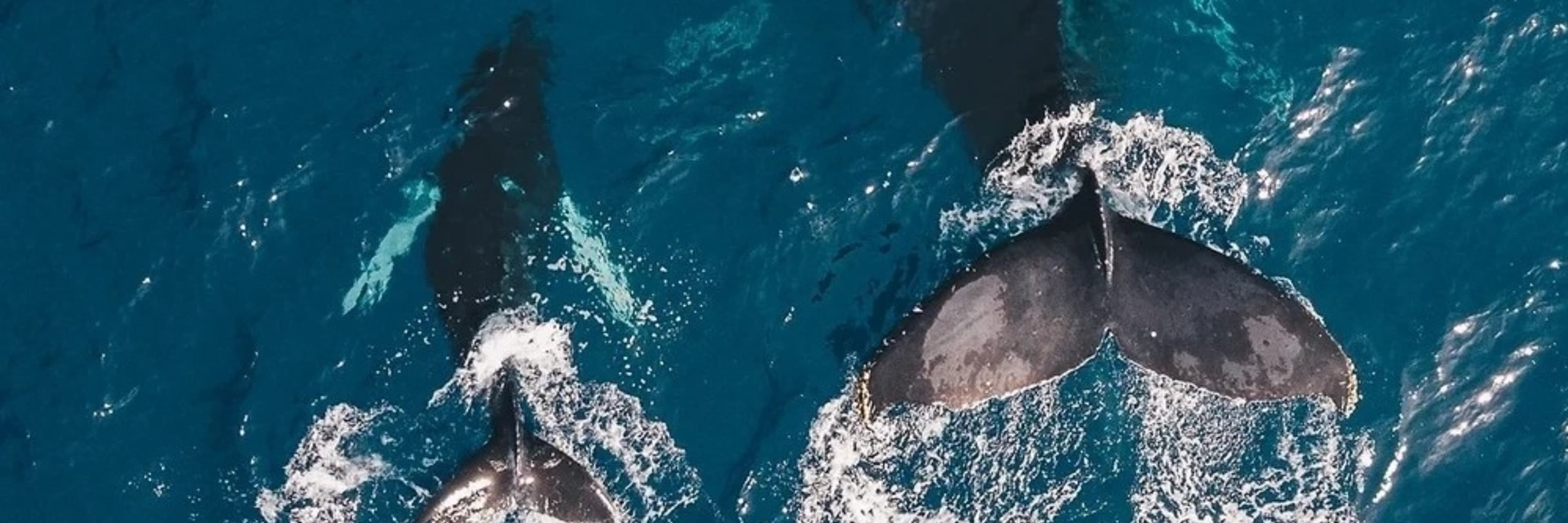 威基基观鲸之旅| Go City®