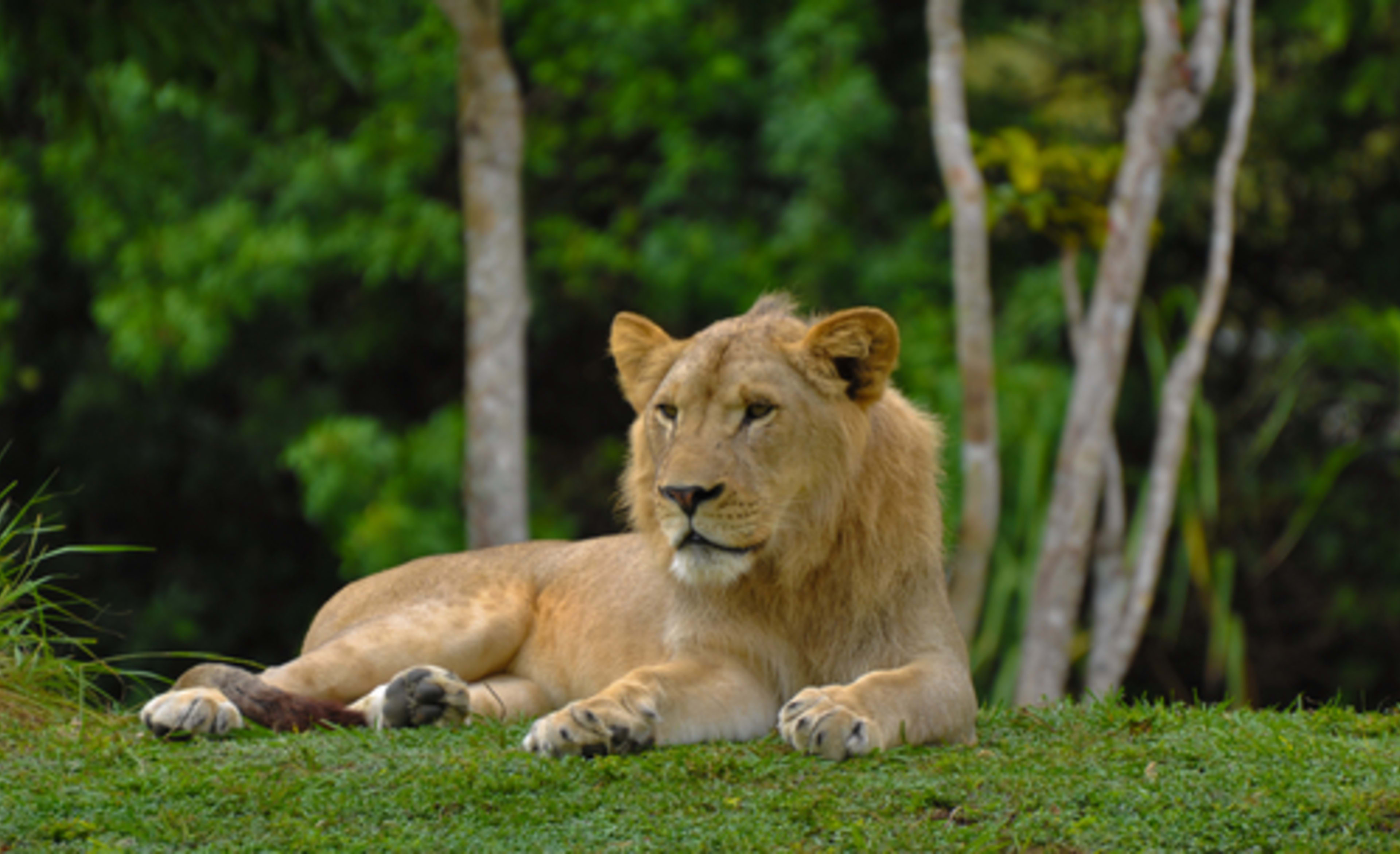 Lion Country Safari