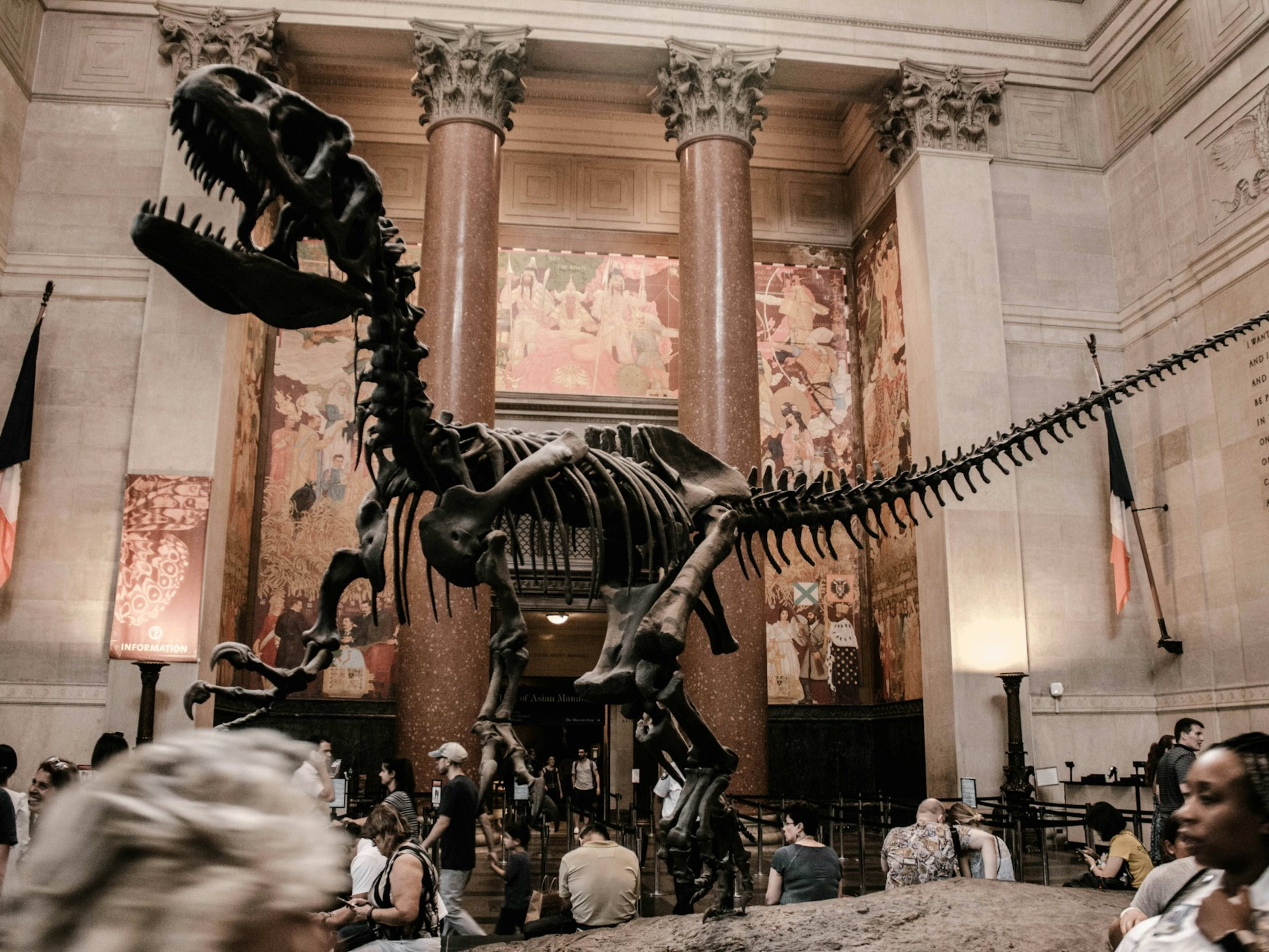Curiosità sul Museo Americano di Storia Naturale 