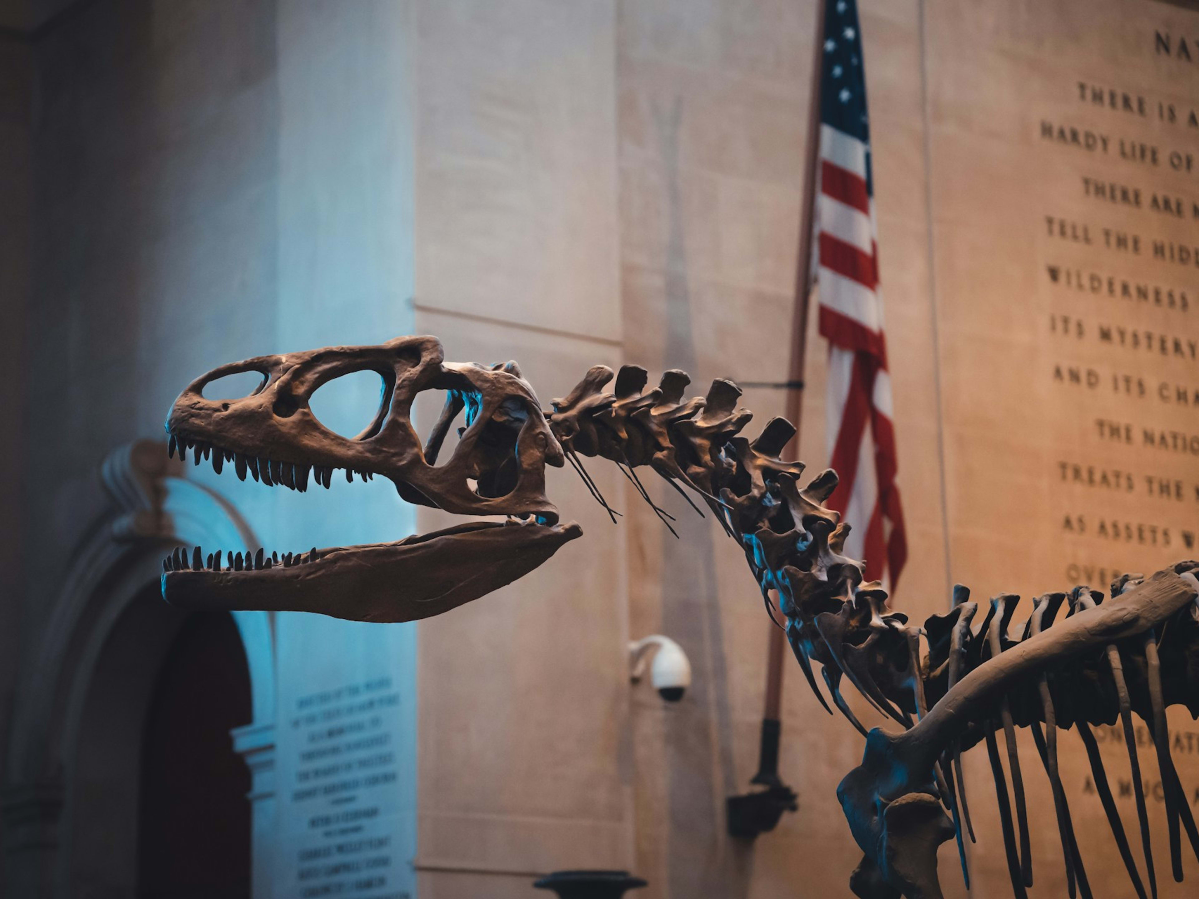 Cabeza de fósil de dinosaurio con la bandera de Estados Unidos detrás. Museo Americano de Historia Natural de Nueva York.