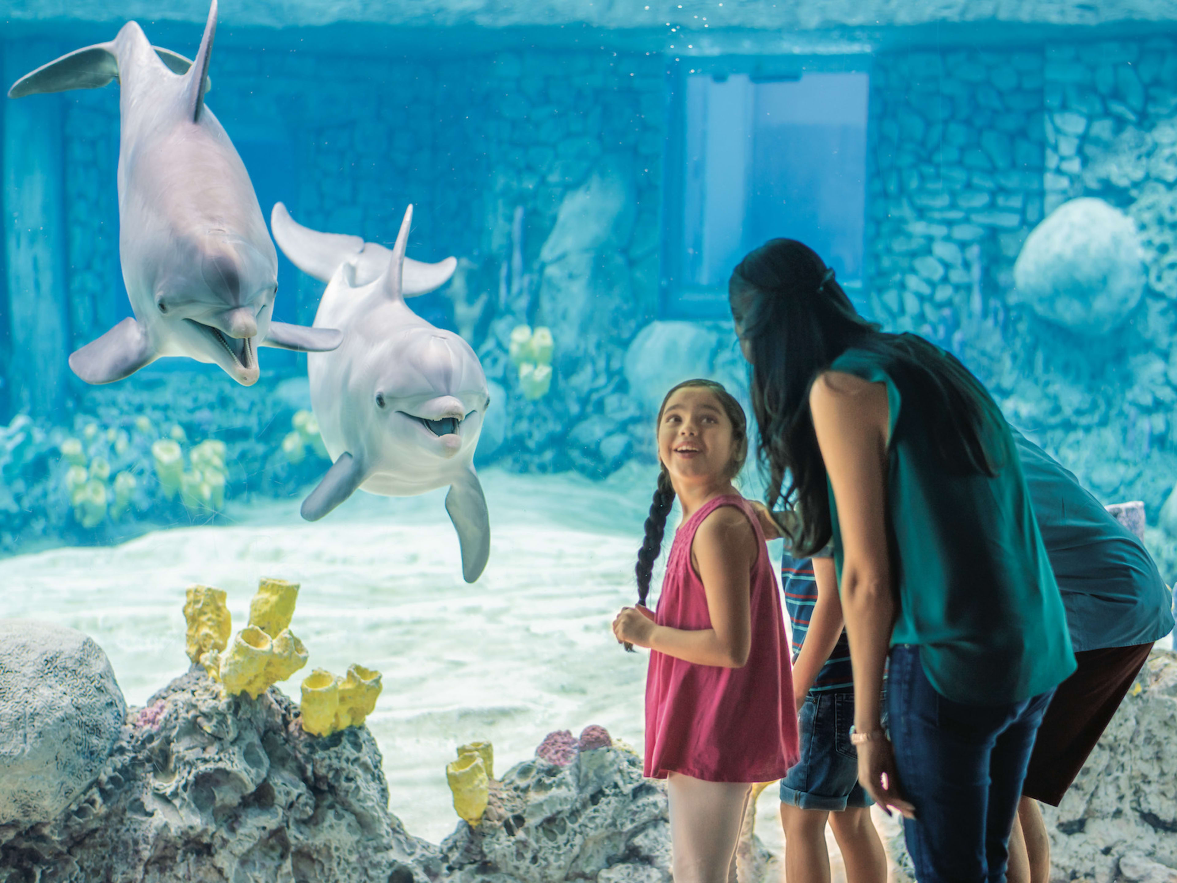 Dolphins at a sea life park