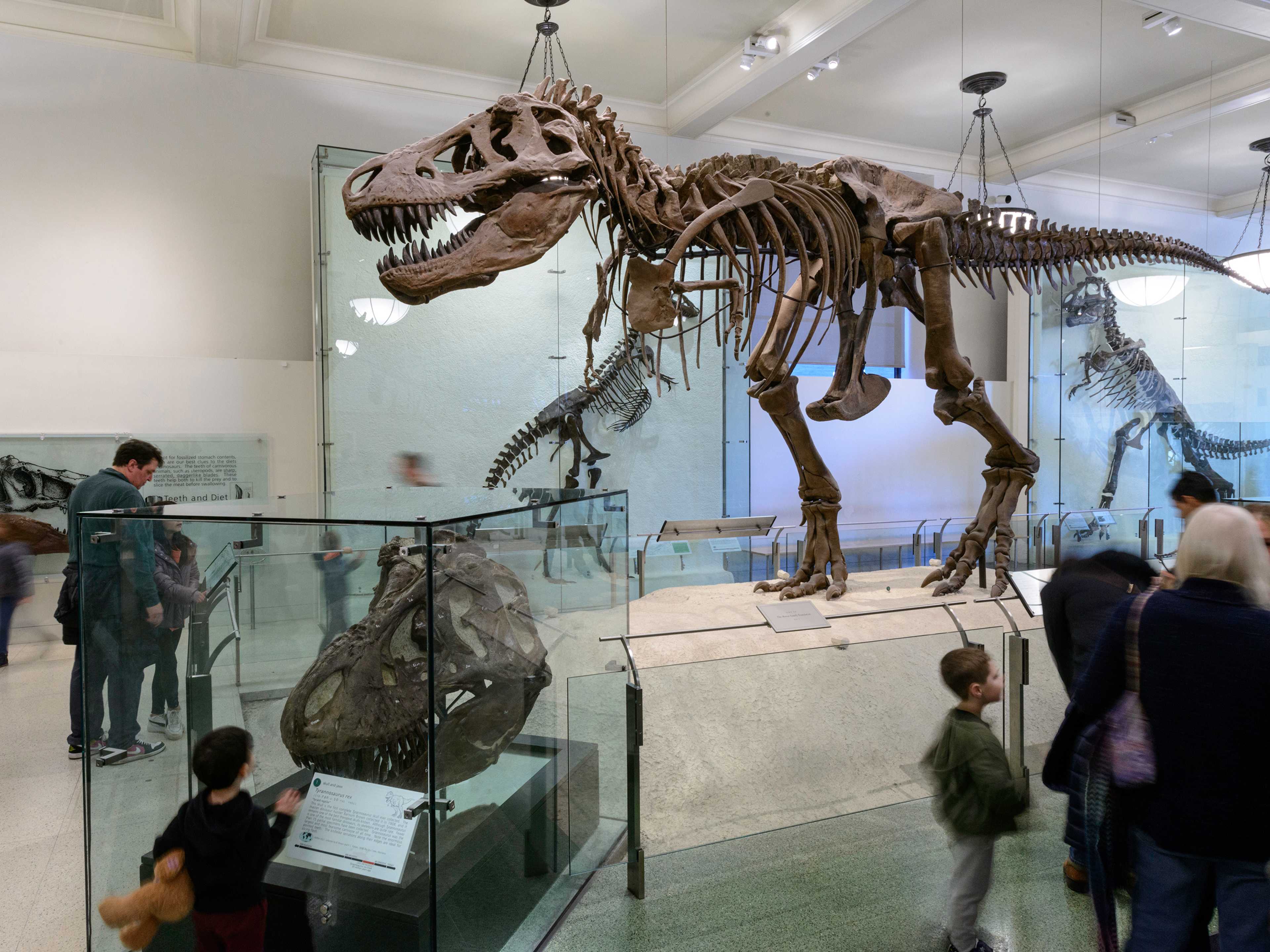 t rex display at the american museum of natural history