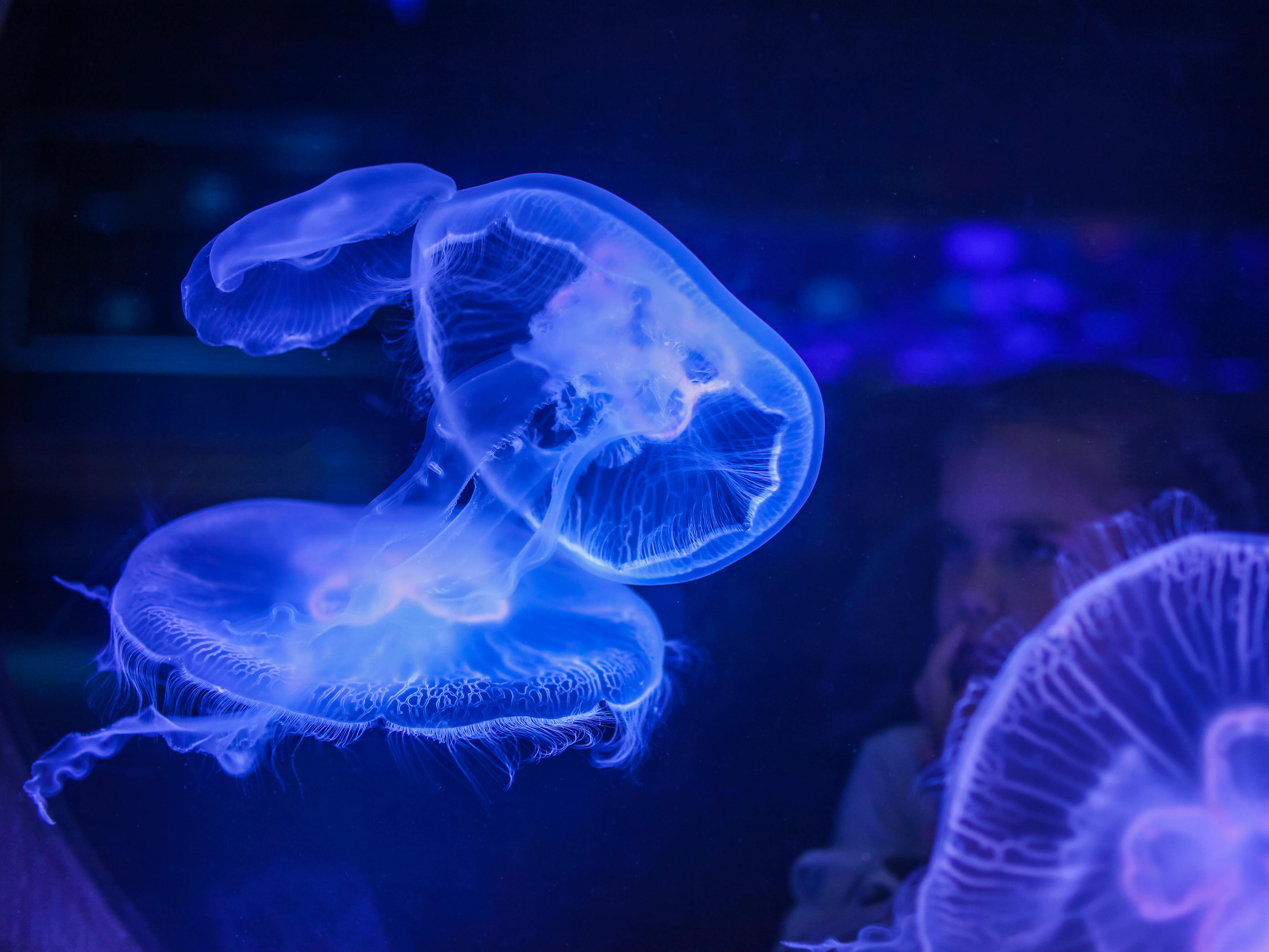 Young Girl Looking at Jellyfish