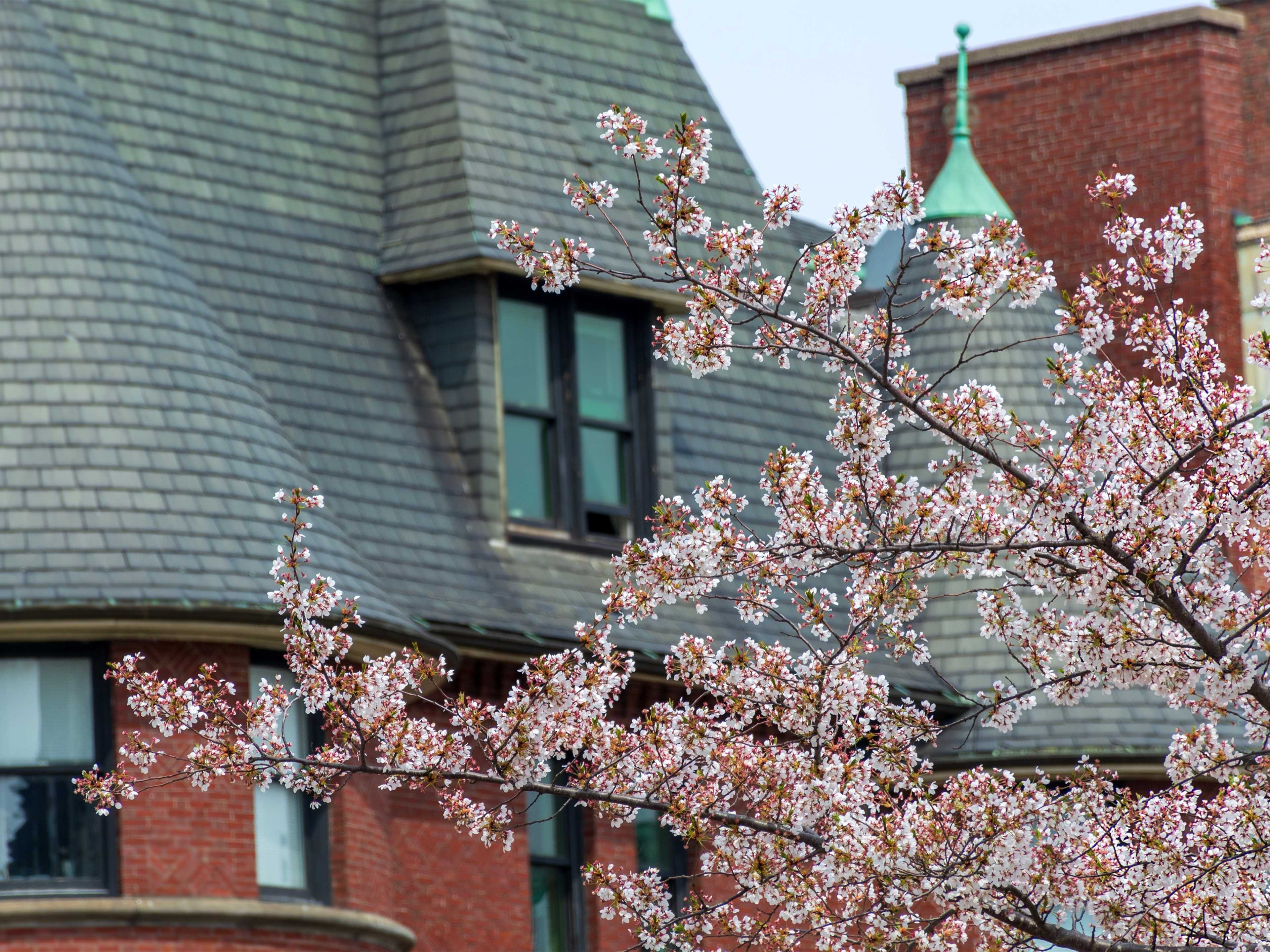 Cherry Blossom in Boston