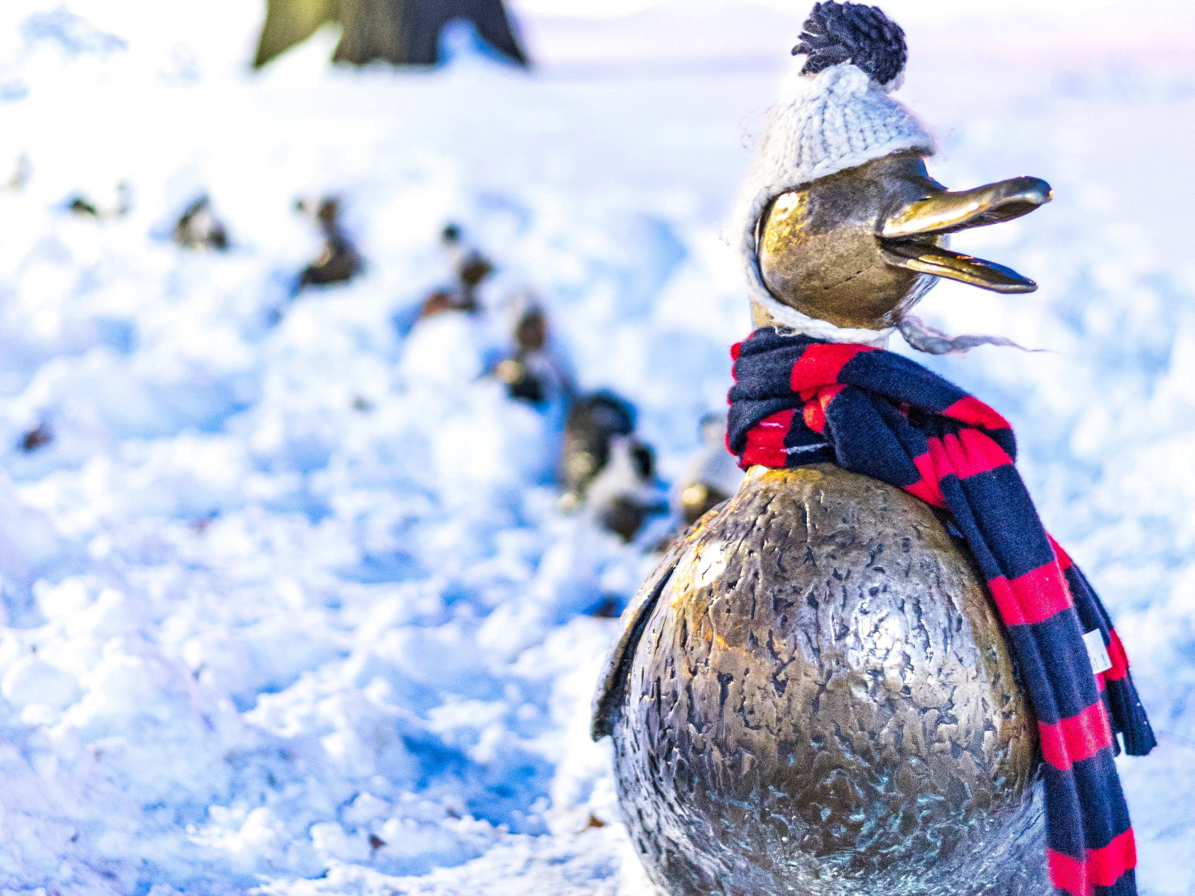 Boston Ducks Dressed for Christmas