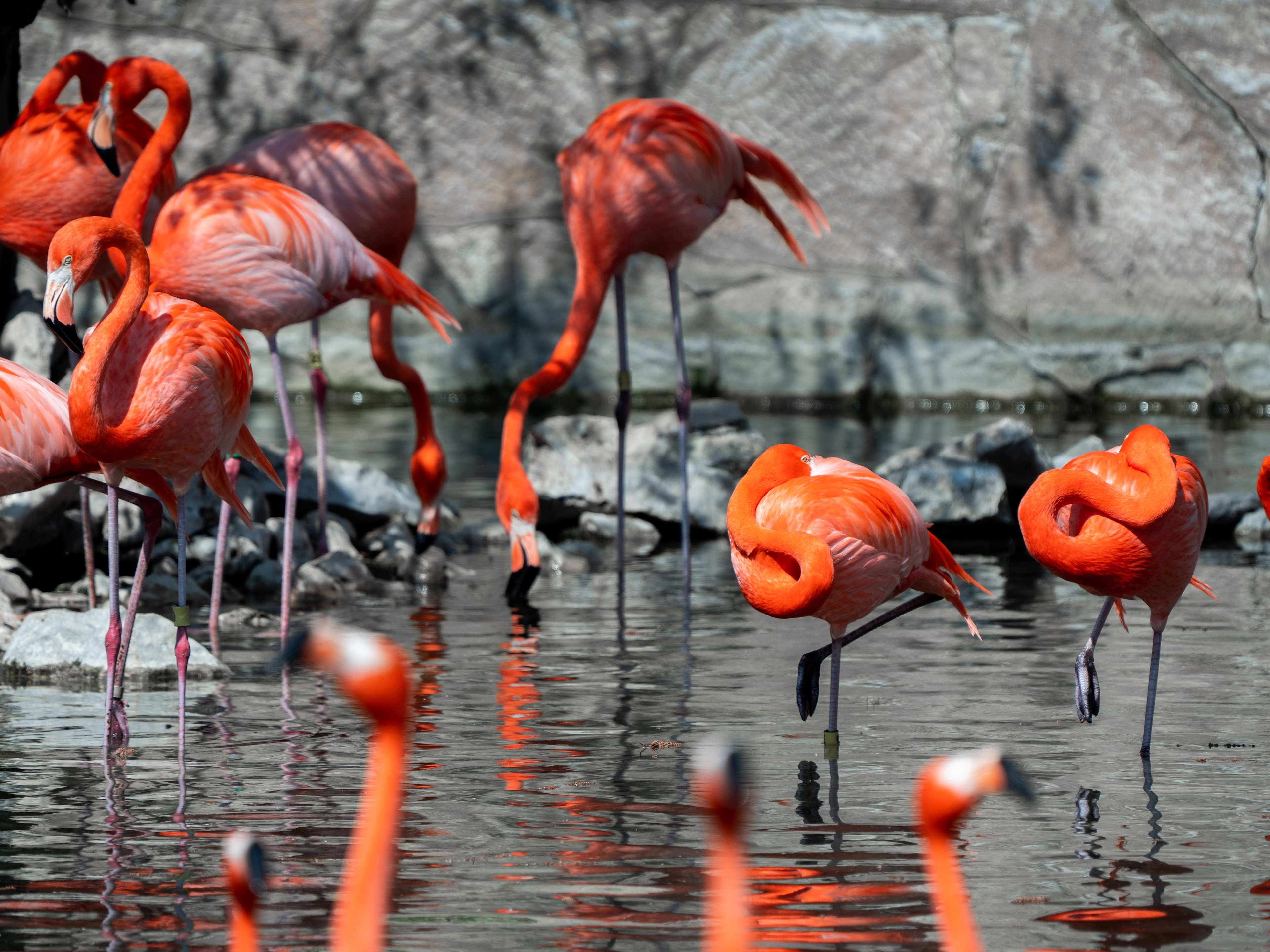 flamingos at san antonio zoo