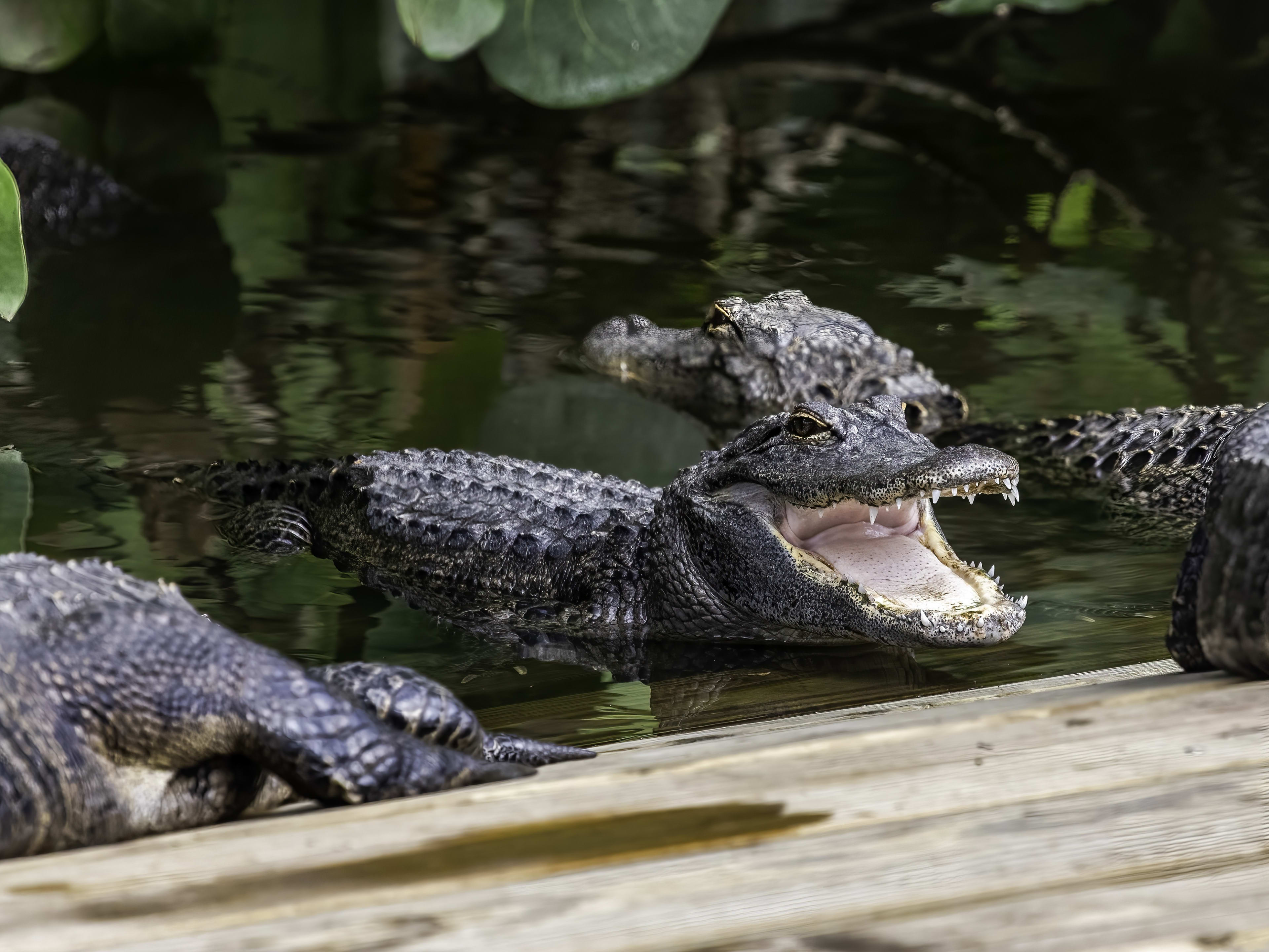Alligator at Gatorland