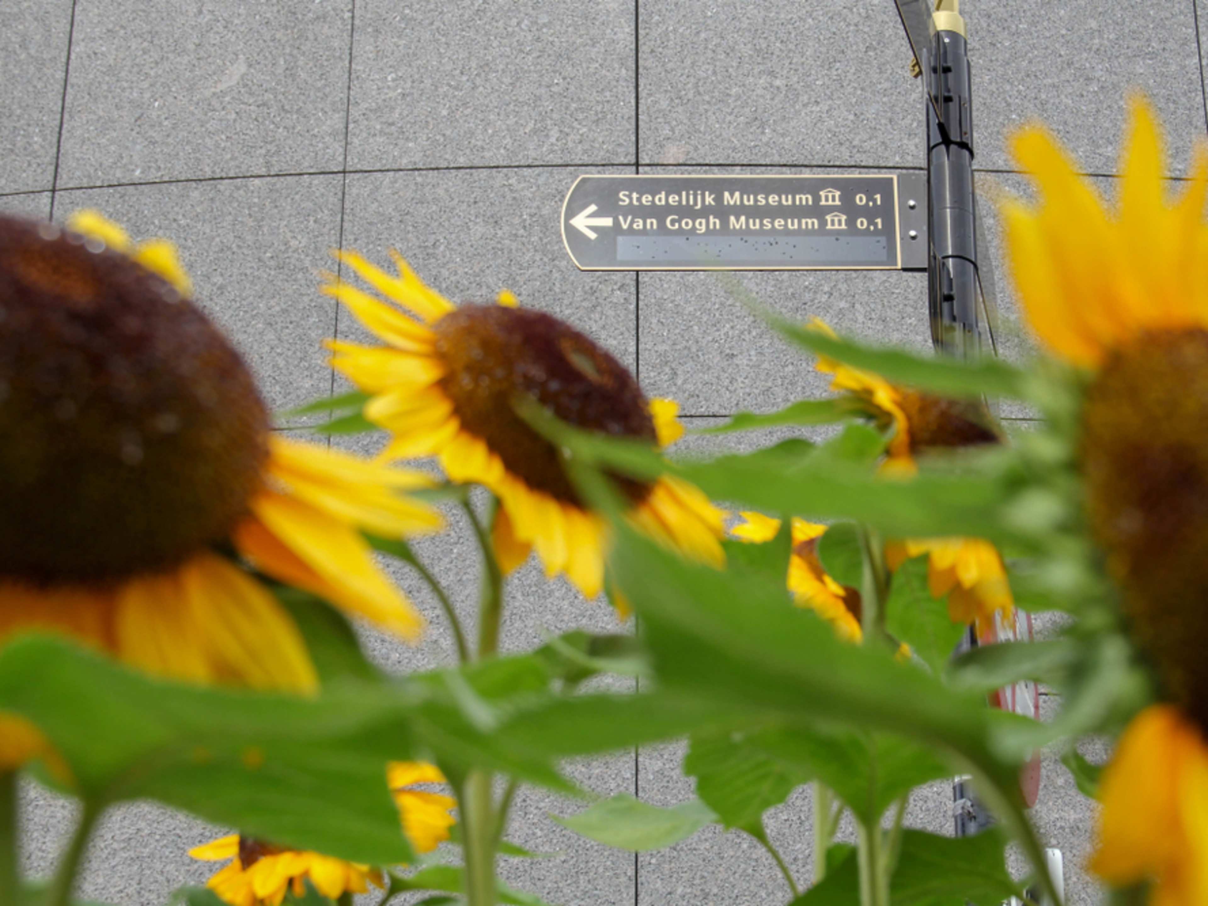 Sunflowers in front of a sign pointing to the Van Gogh Museum in Amsterdam