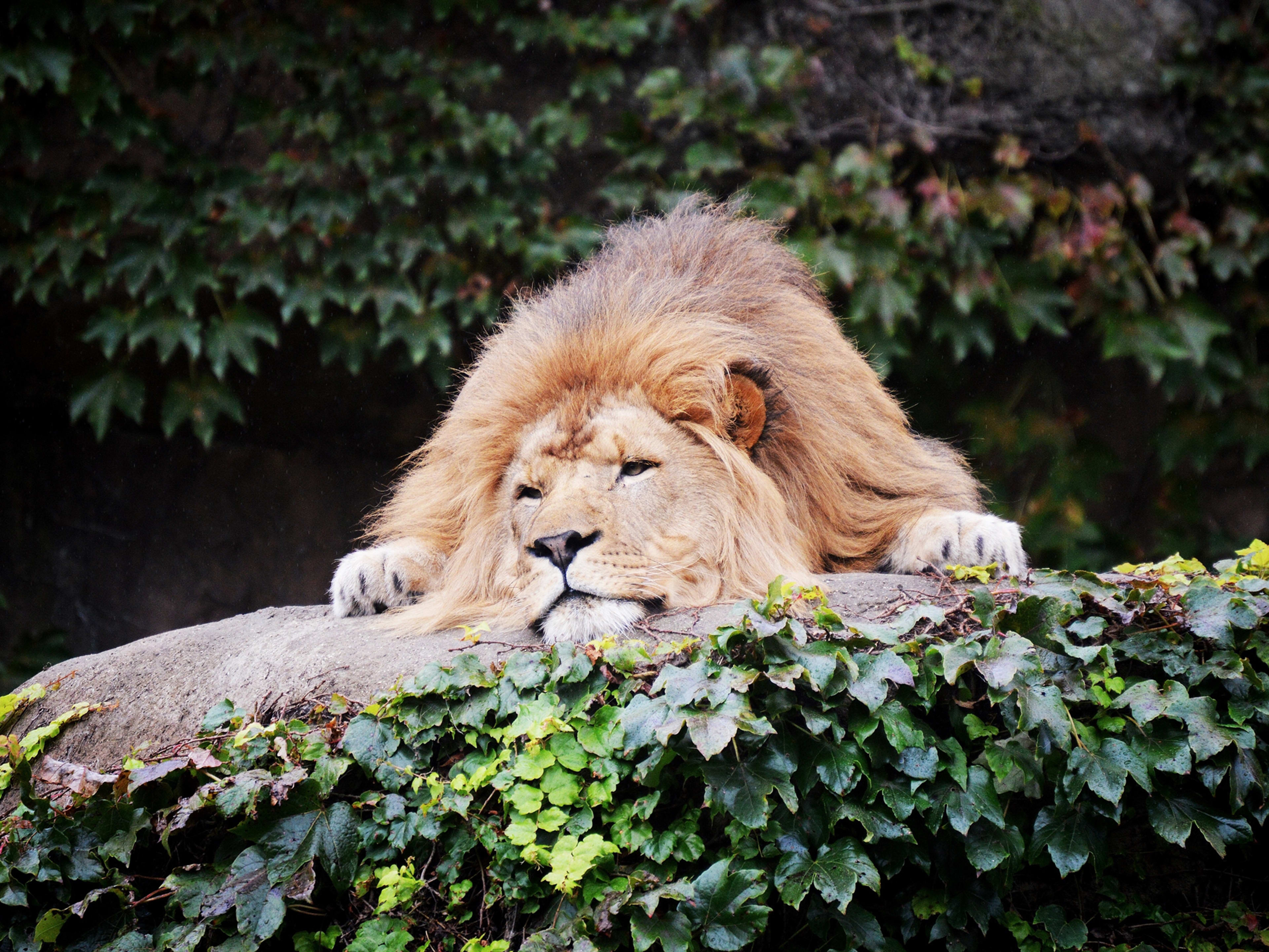 Zoos in Chicago - Lincoln Park Zoo