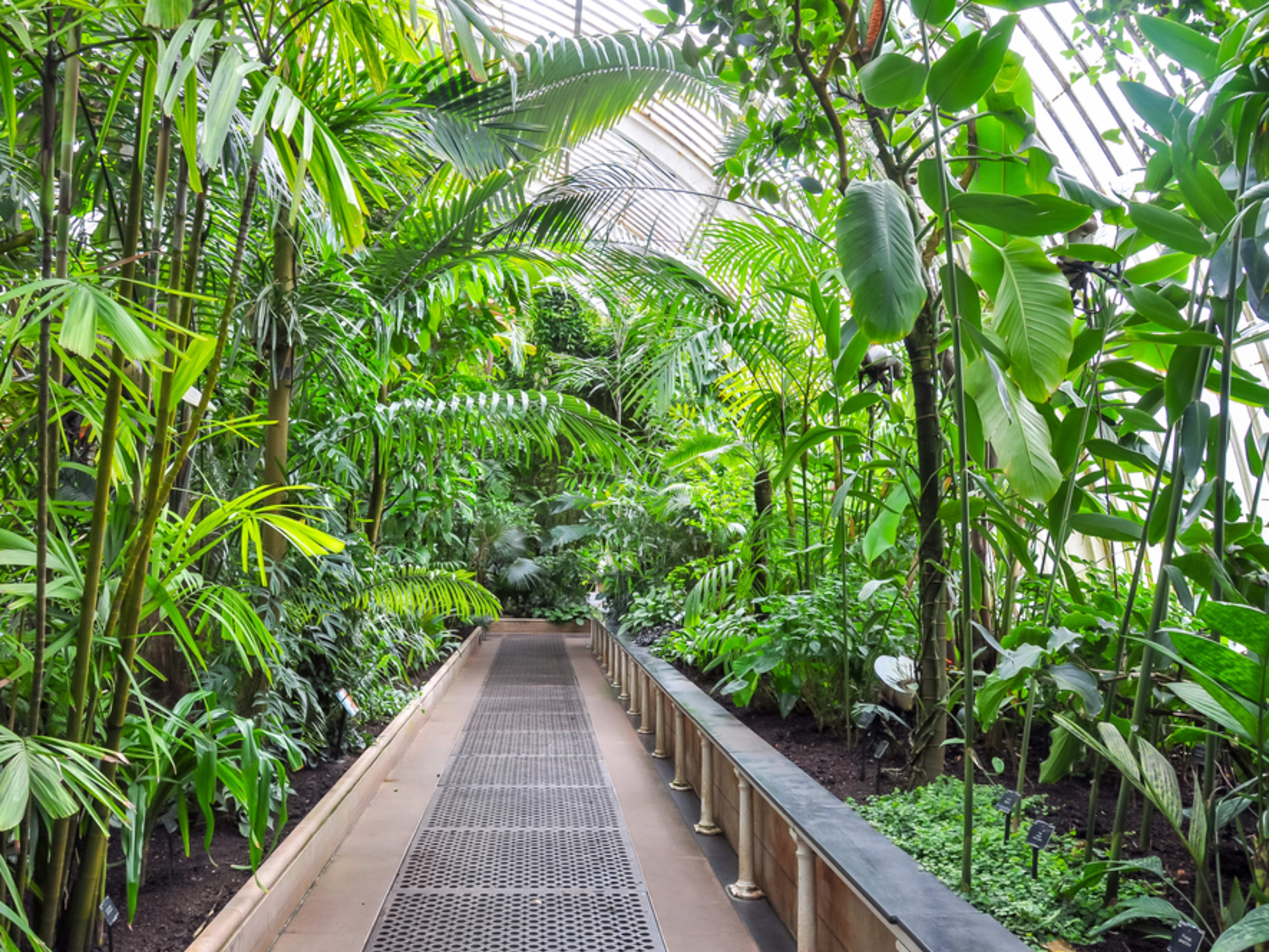 Interior de la Palm House en Kew Gardens