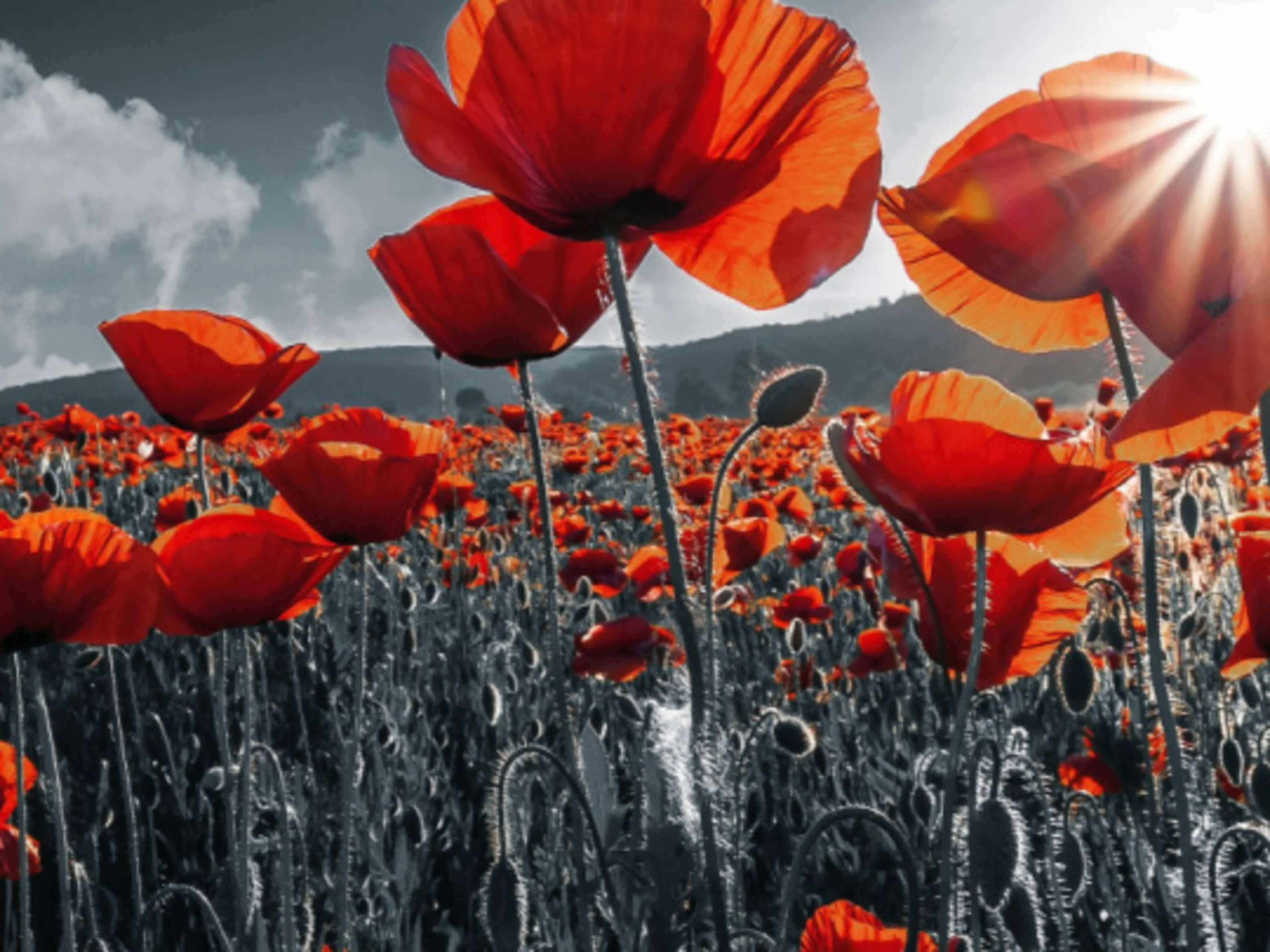 Things to do on Remembrance Day in London | Go City®