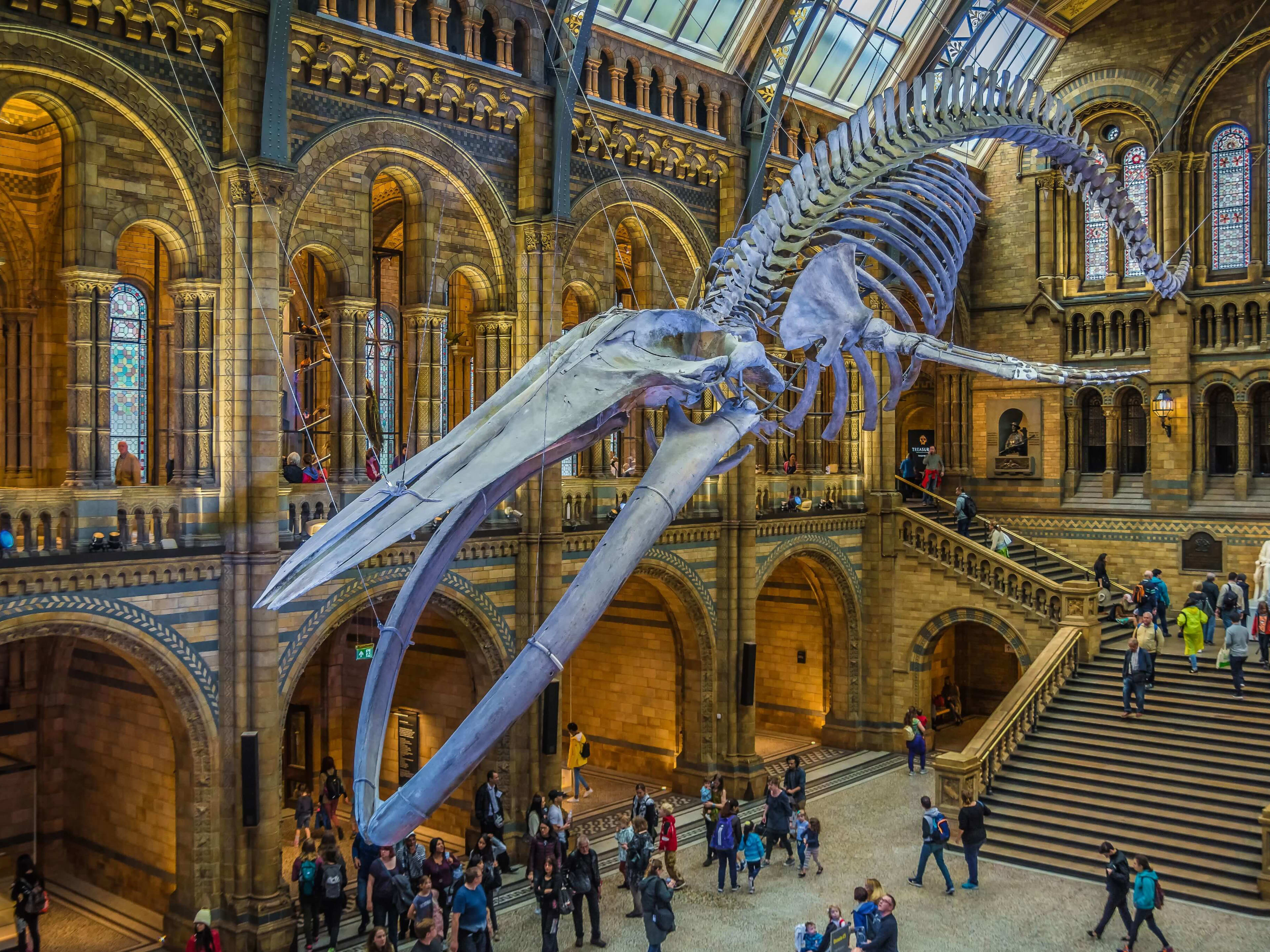 Atrium and whale skeleton at the Natural History Museum London